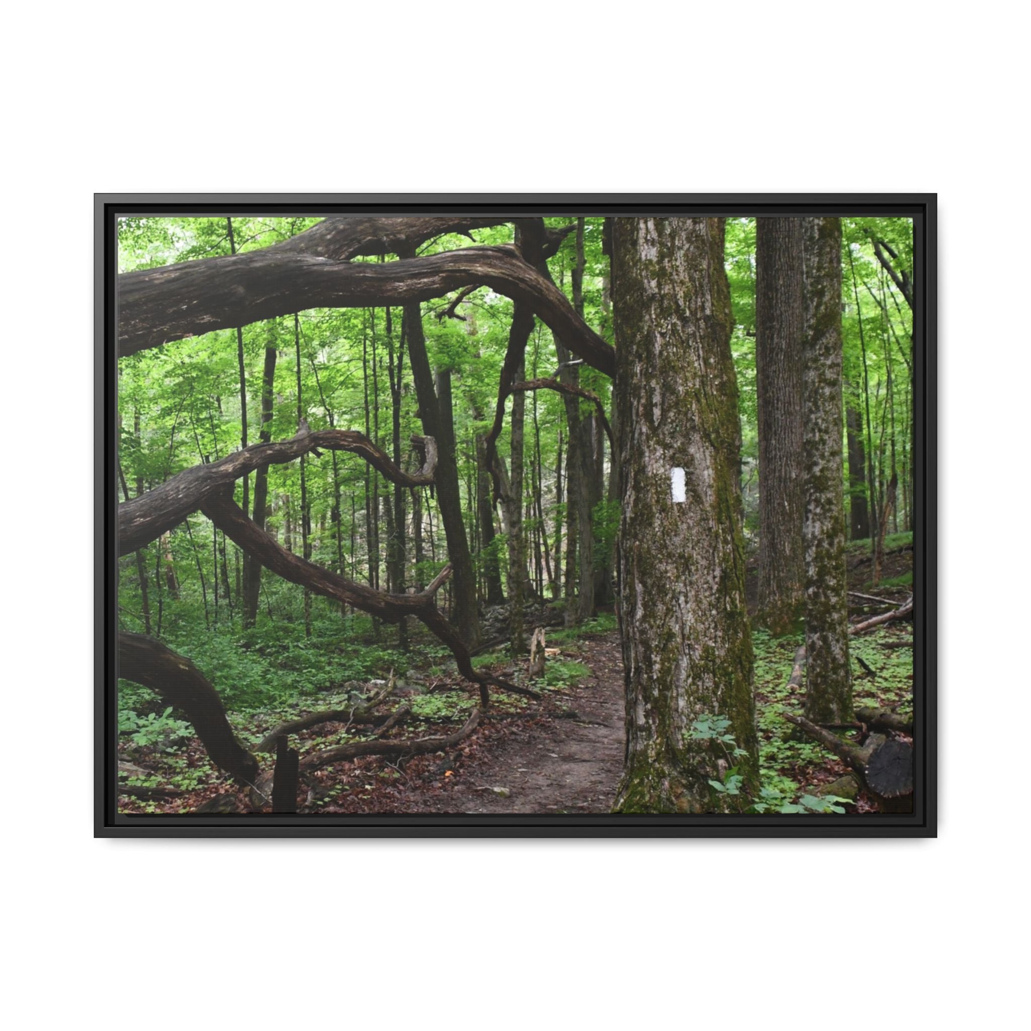 Framed Appalachian Trail Forest Canvas Print