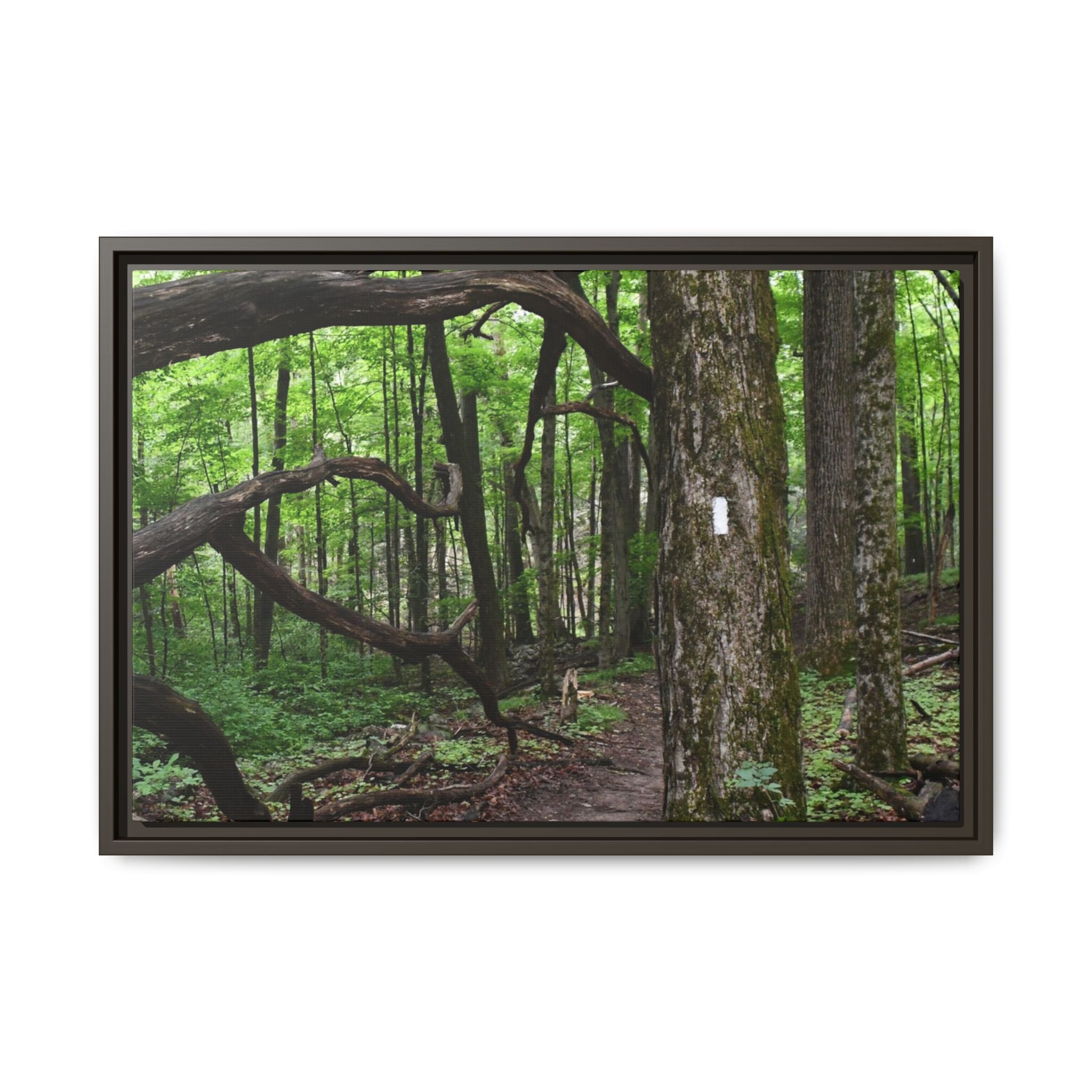 Framed Appalachian Trail Forest Canvas Print
