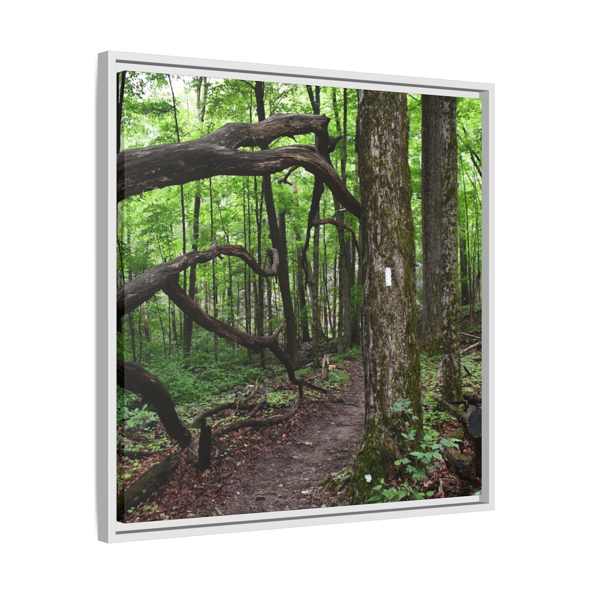 Framed Appalachian Trail Forest Canvas Print