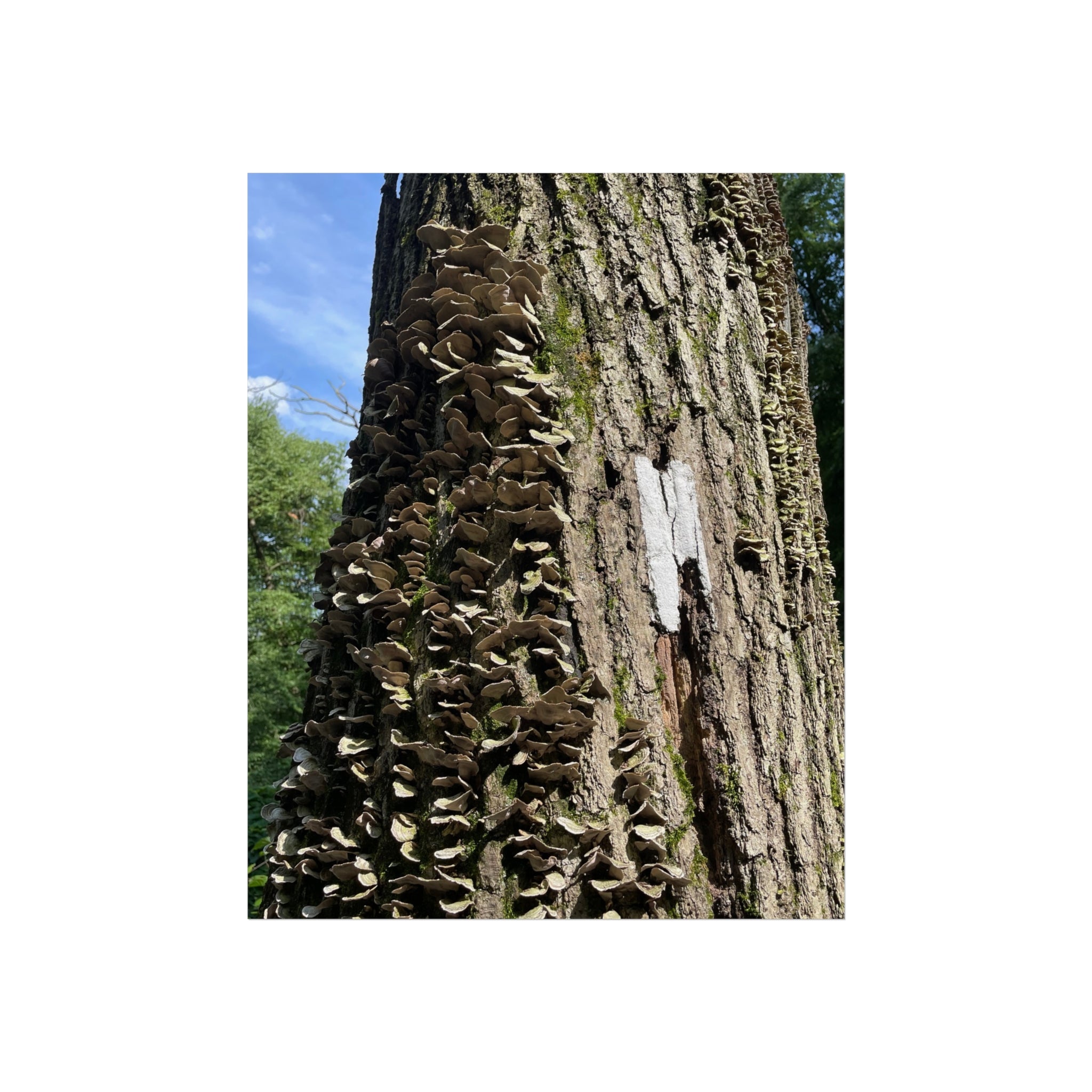 Appalachian Trail Blaze Poster (Multiple Sizes)