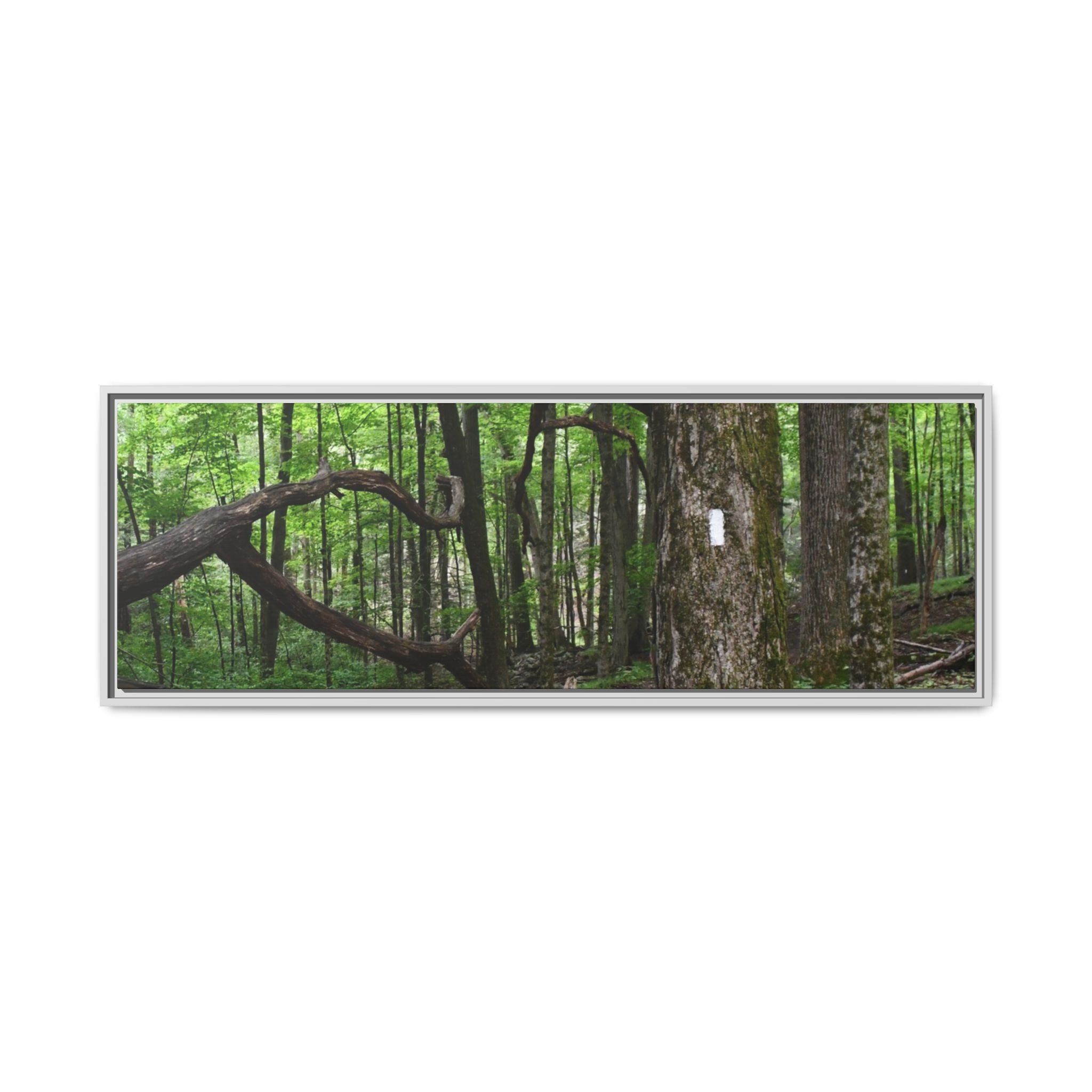 Framed Appalachian Trail Forest Canvas Print