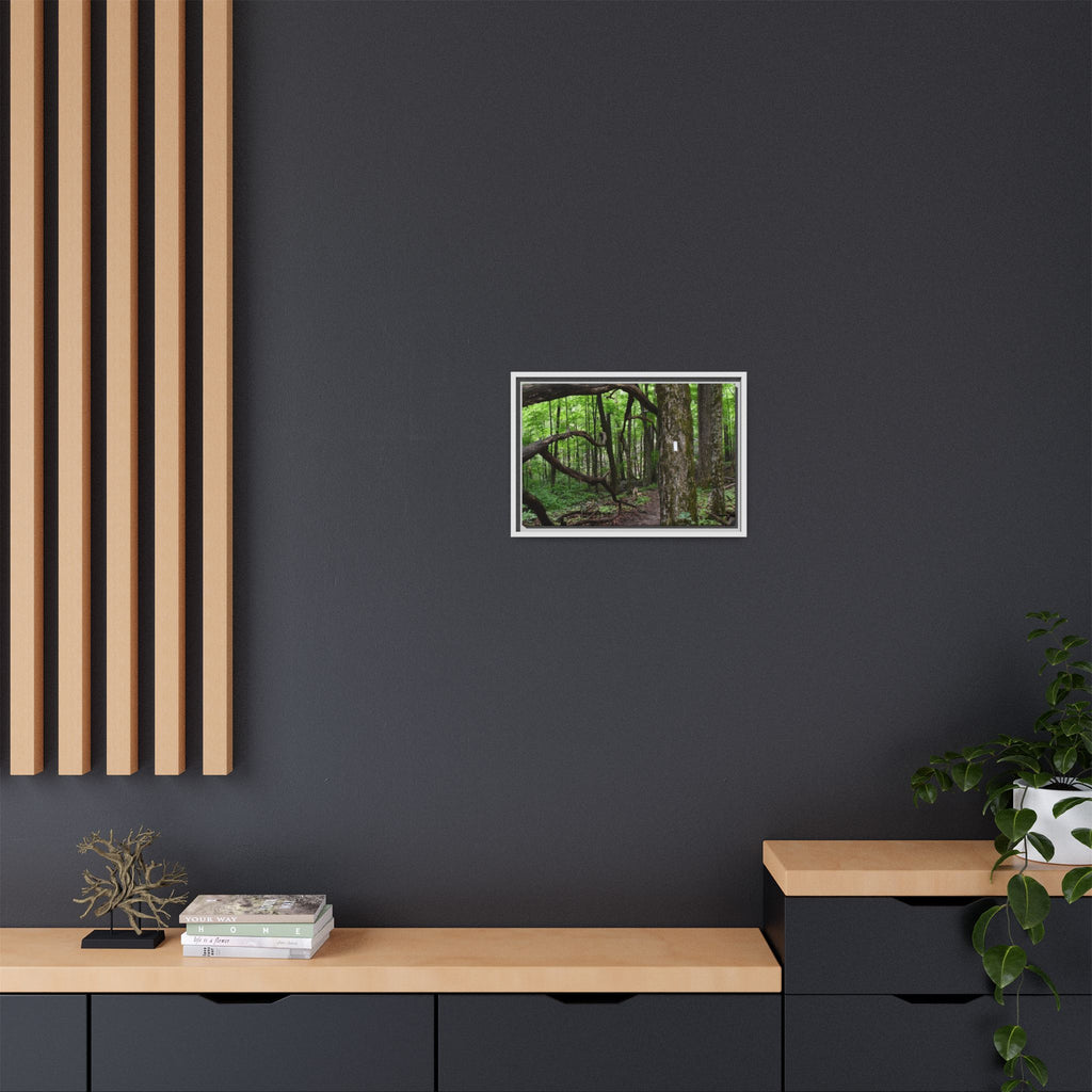Framed Appalachian Trail Forest Canvas Print