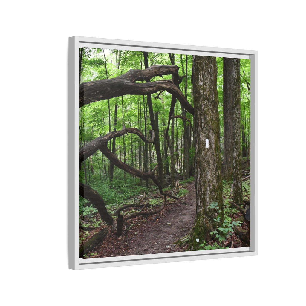 Framed Appalachian Trail Forest Canvas Print