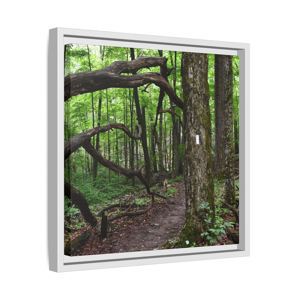 Framed Appalachian Trail Forest Canvas Print
