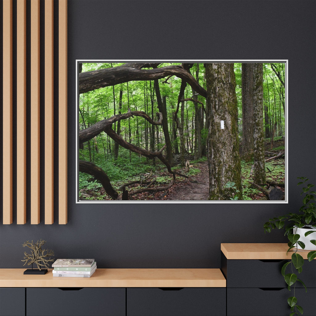 Framed Appalachian Trail Forest Canvas Print