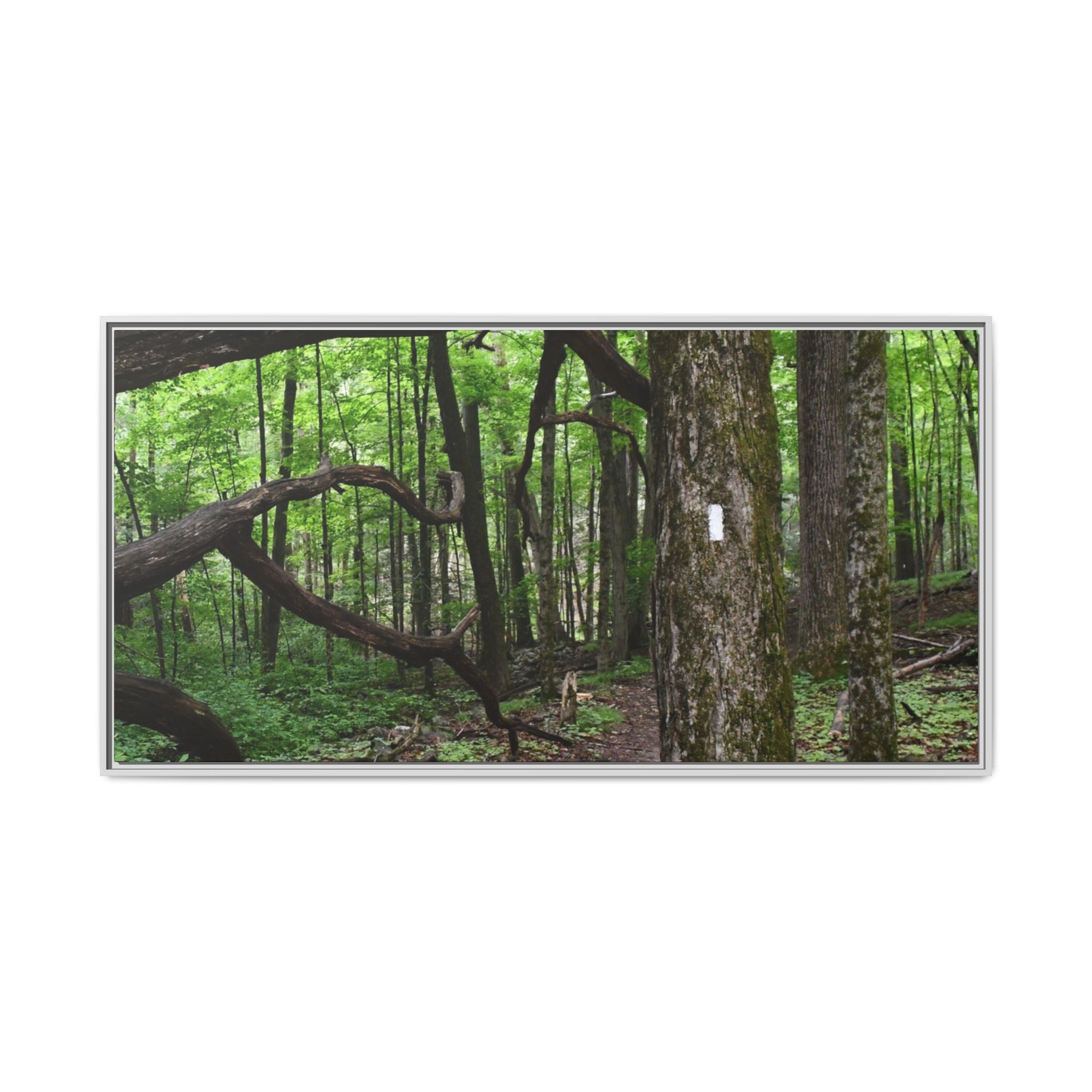Framed Appalachian Trail Forest Canvas Print