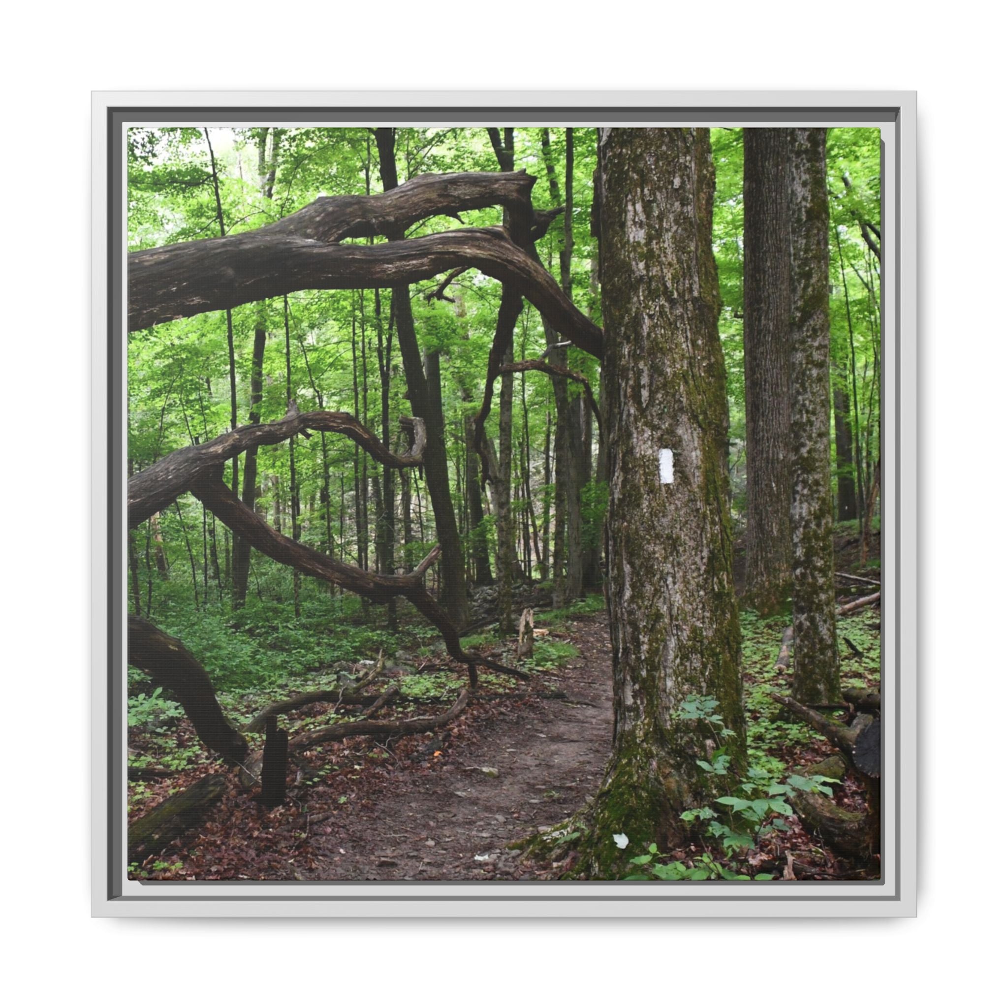 Framed Appalachian Trail Forest Canvas Print