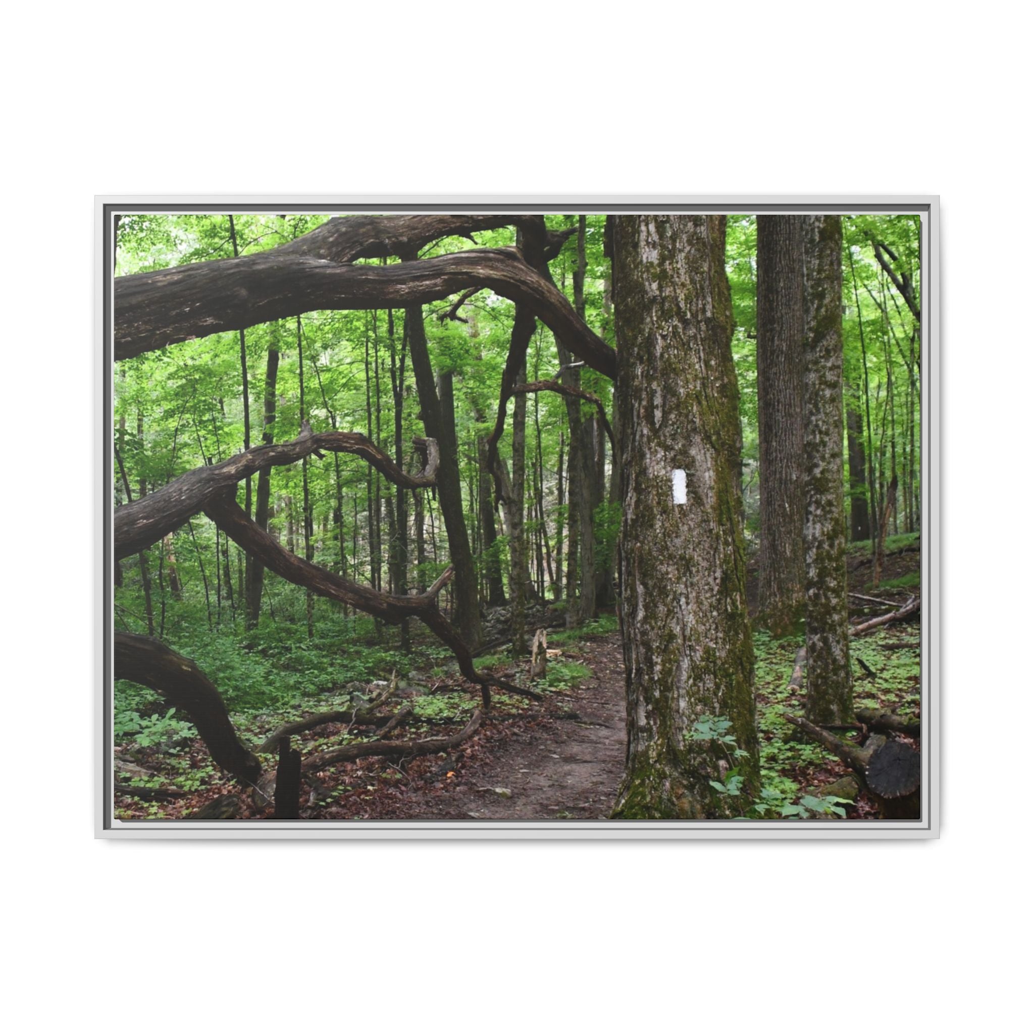 Framed Appalachian Trail Forest Canvas Print
