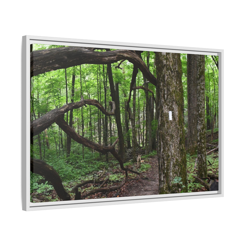 Framed Appalachian Trail Forest Canvas Print