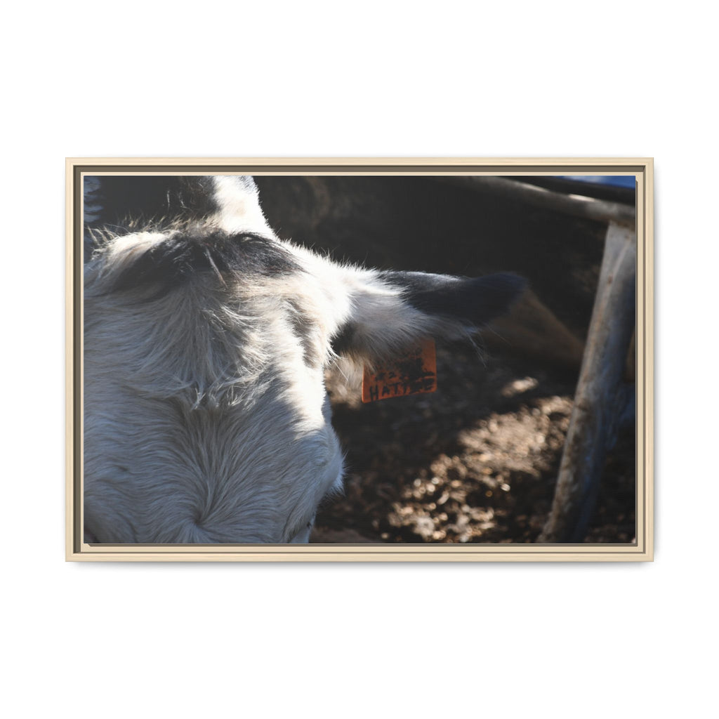 "Hattie the Cow" Matte Canvas