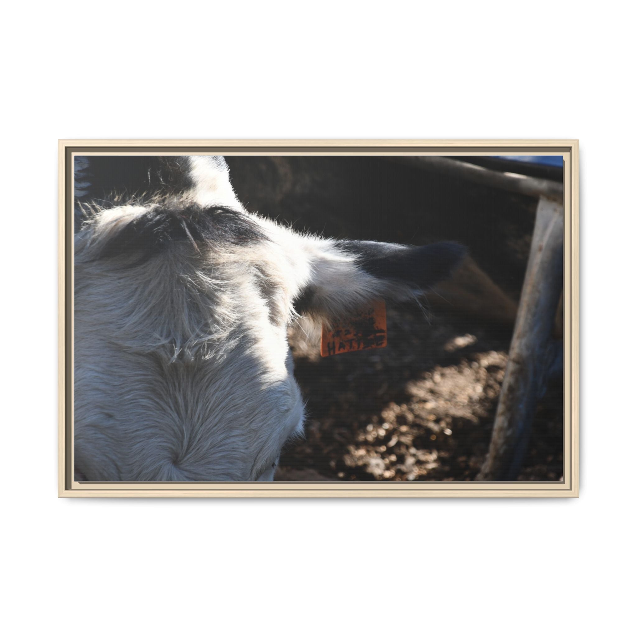 "Hattie the Cow" Matte Canvas