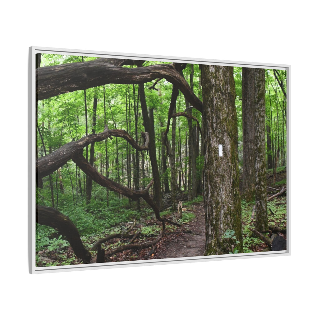 Framed Appalachian Trail Forest Canvas Print