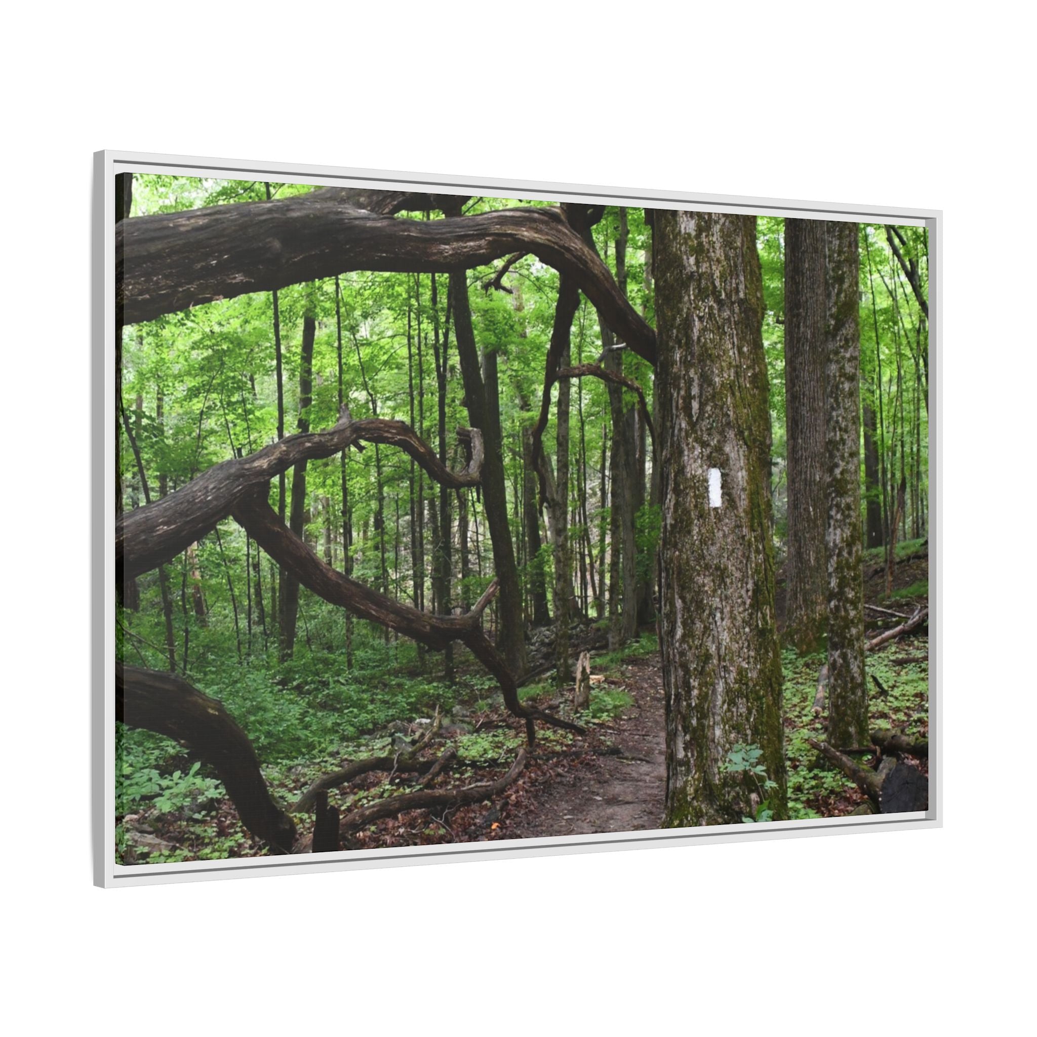Framed Appalachian Trail Forest Canvas Print