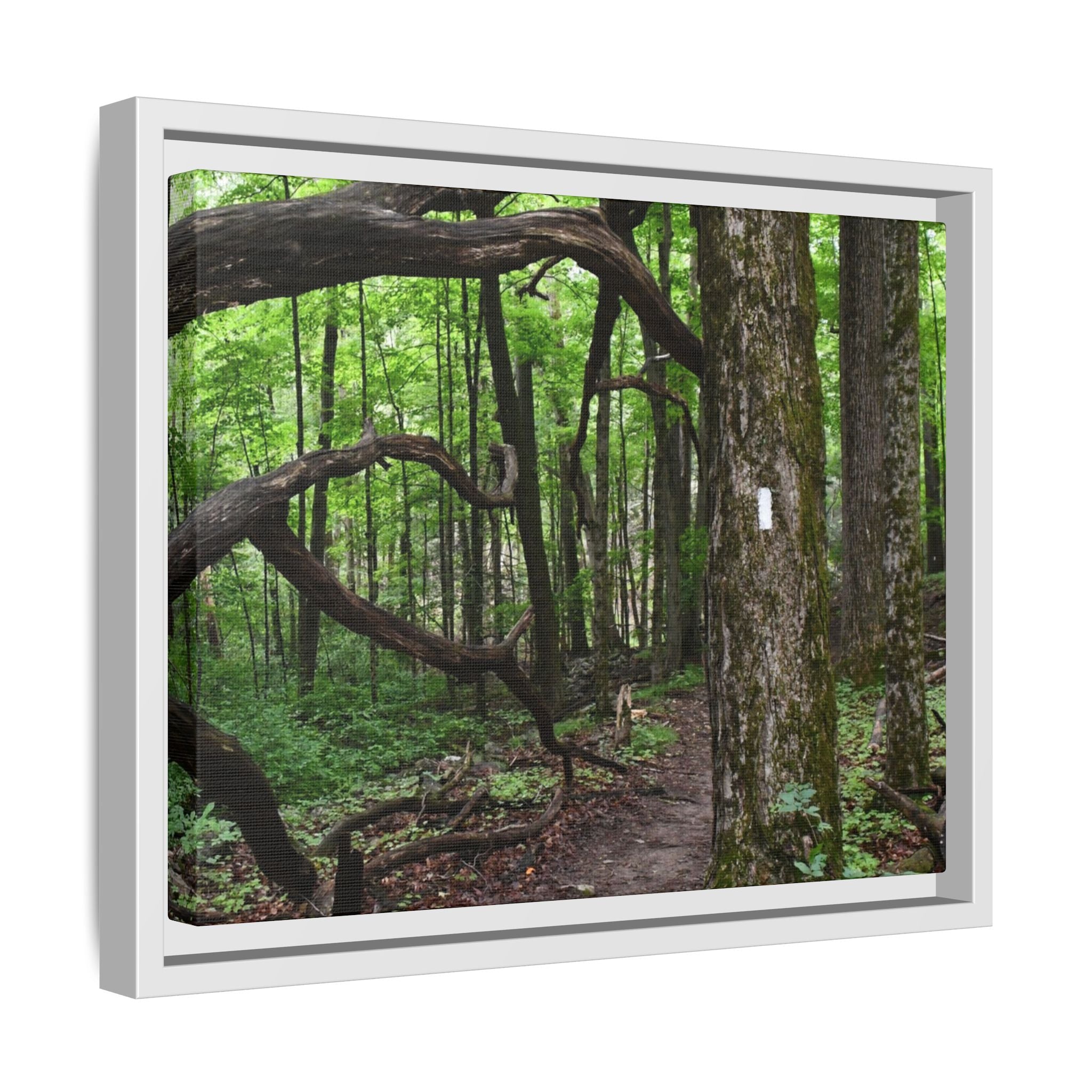 Framed Appalachian Trail Forest Canvas Print