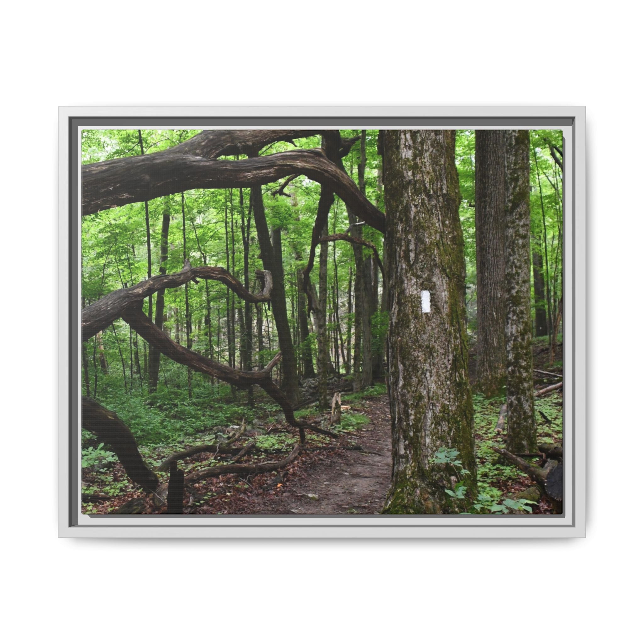 Framed Appalachian Trail Forest Canvas Print
