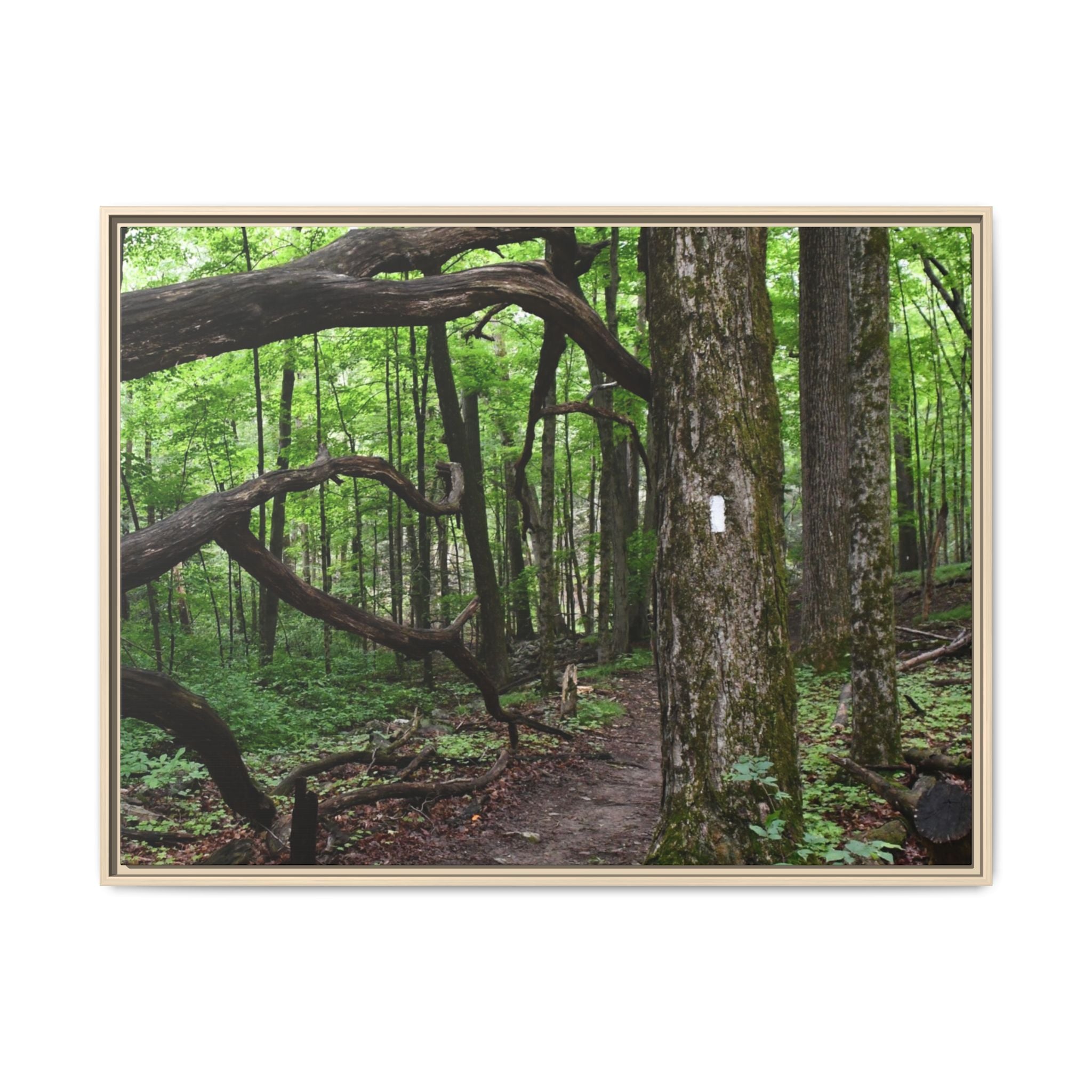 Framed Appalachian Trail Forest Canvas Print