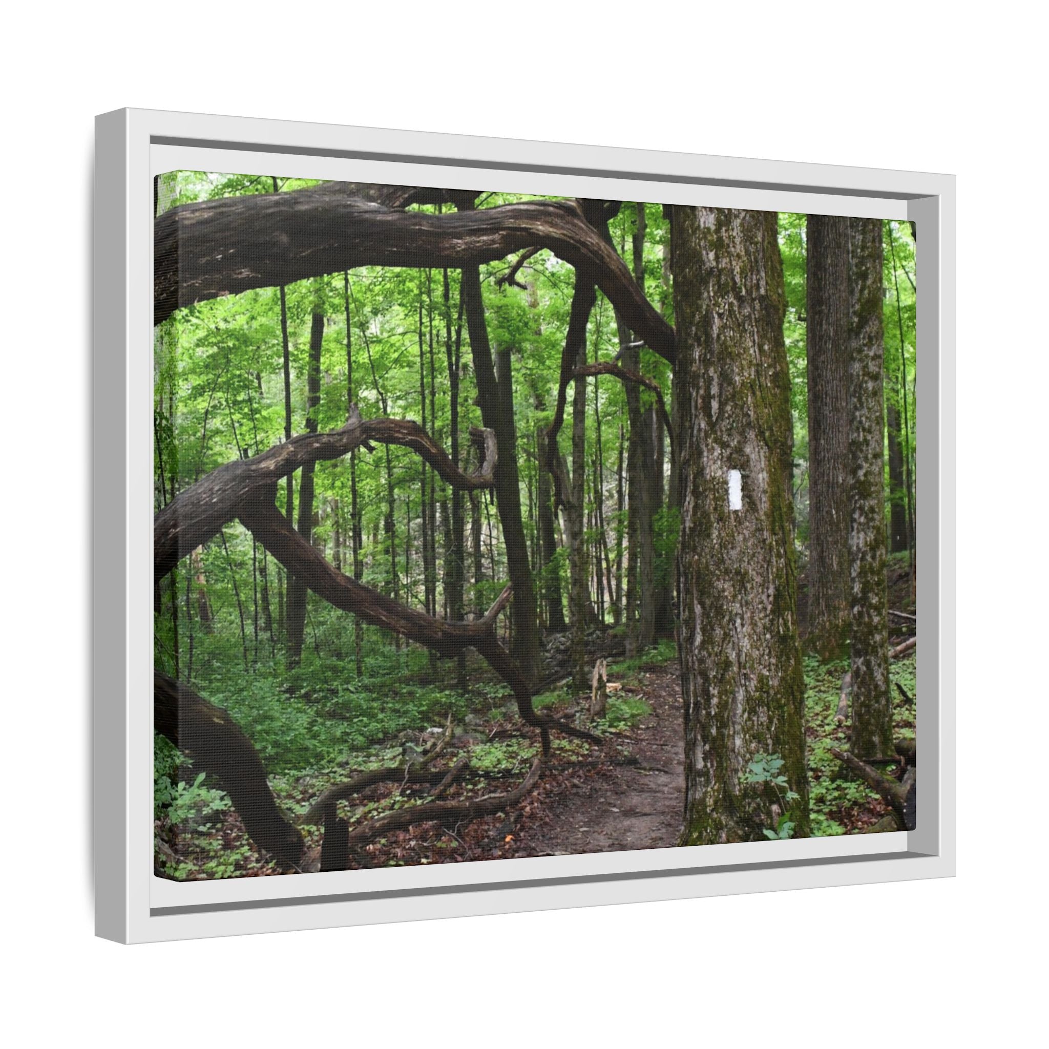 Framed Appalachian Trail Forest Canvas Print