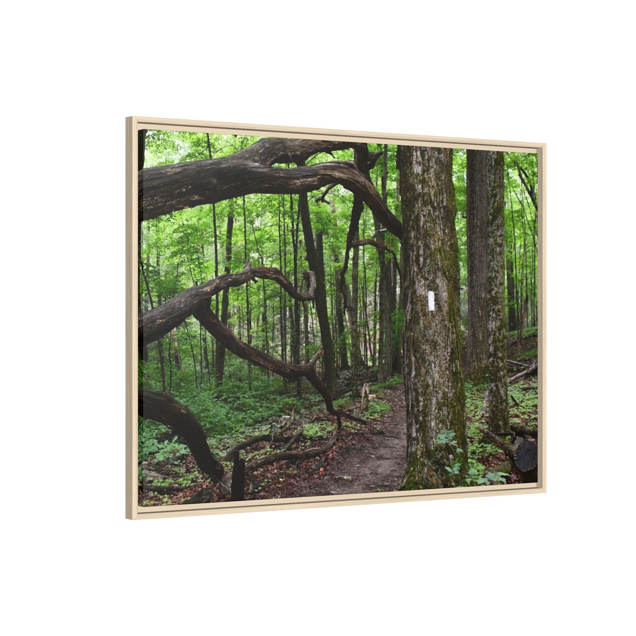Framed Appalachian Trail Forest Canvas Print
