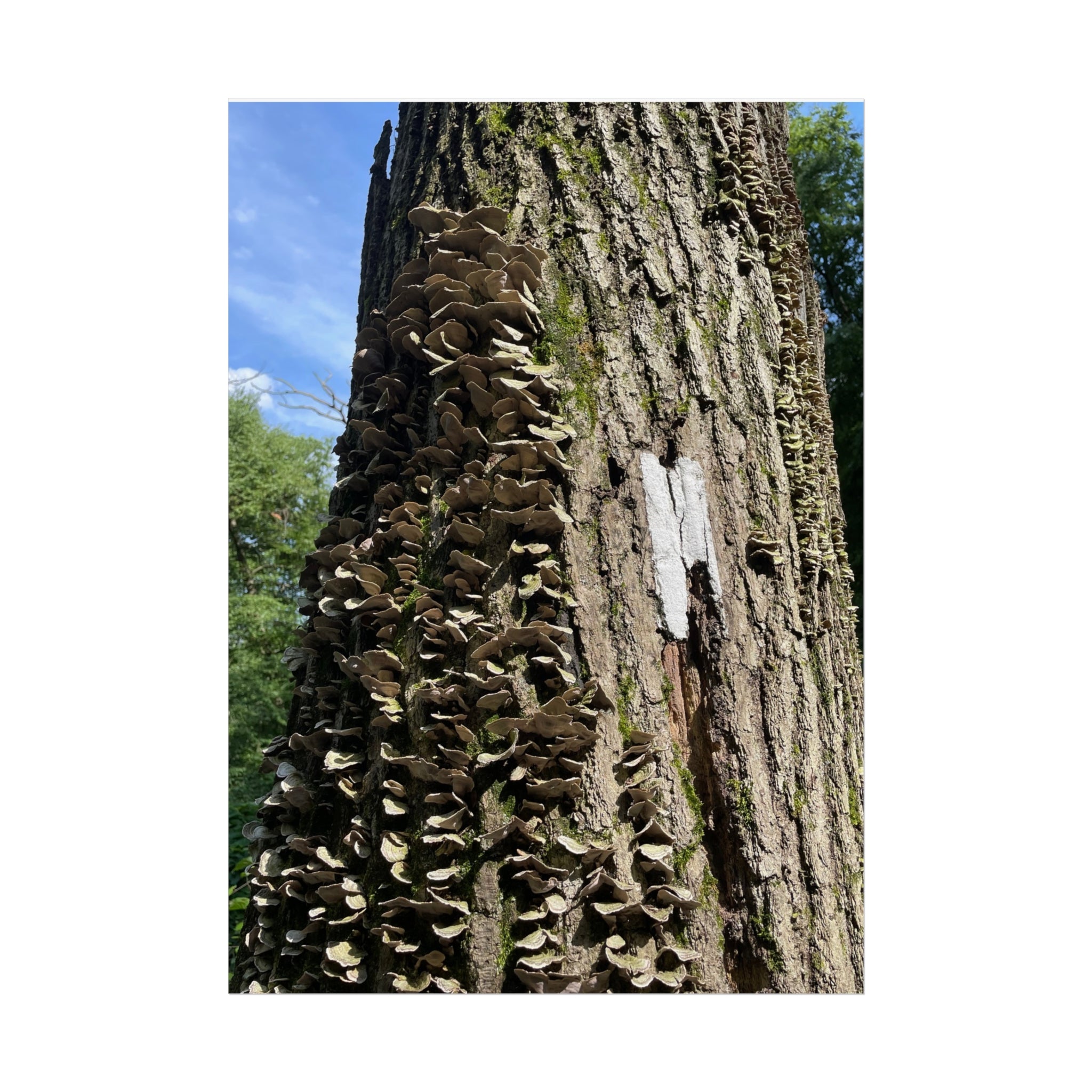 Appalachian Trail Blaze Poster (Multiple Sizes)