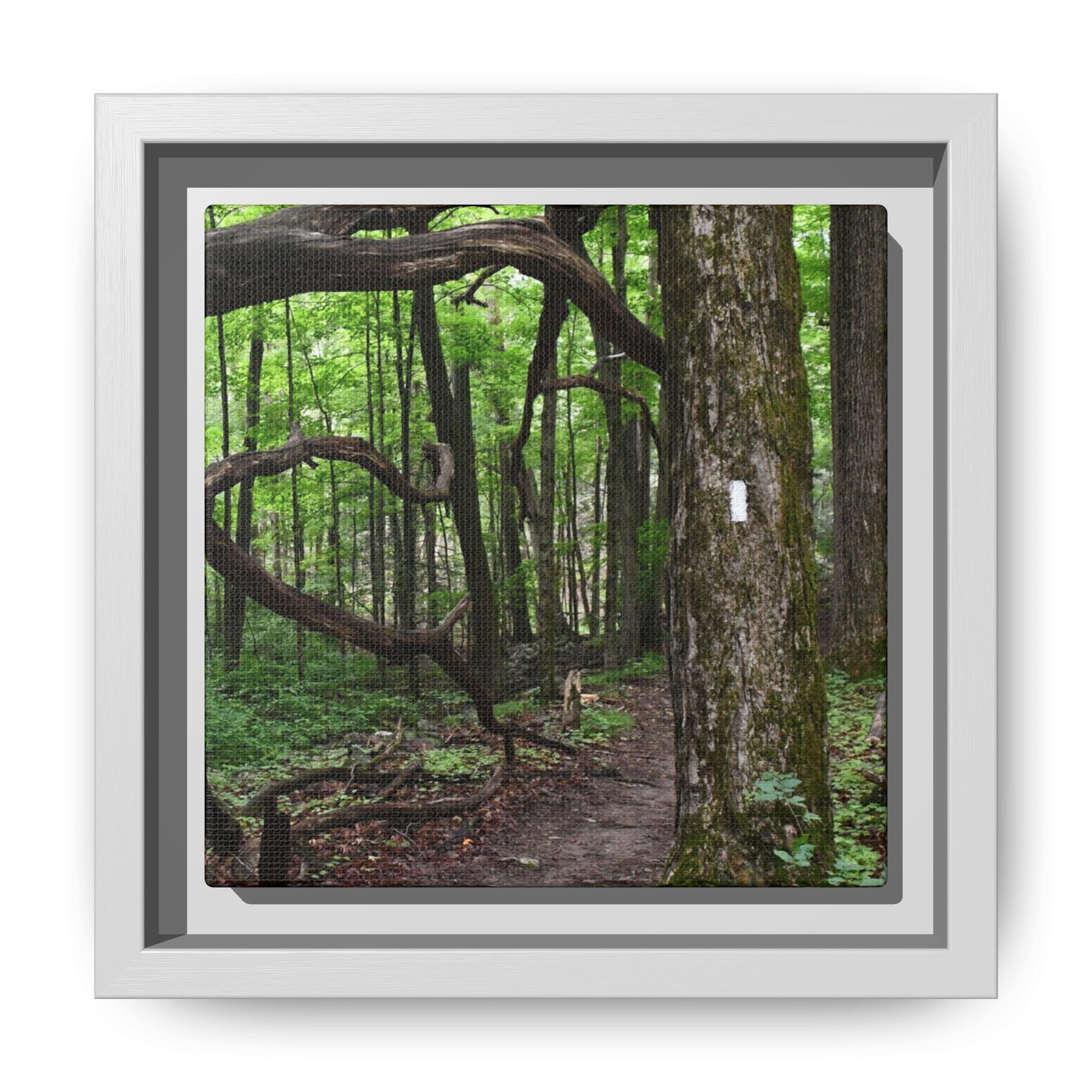 Framed Appalachian Trail Forest Canvas Print