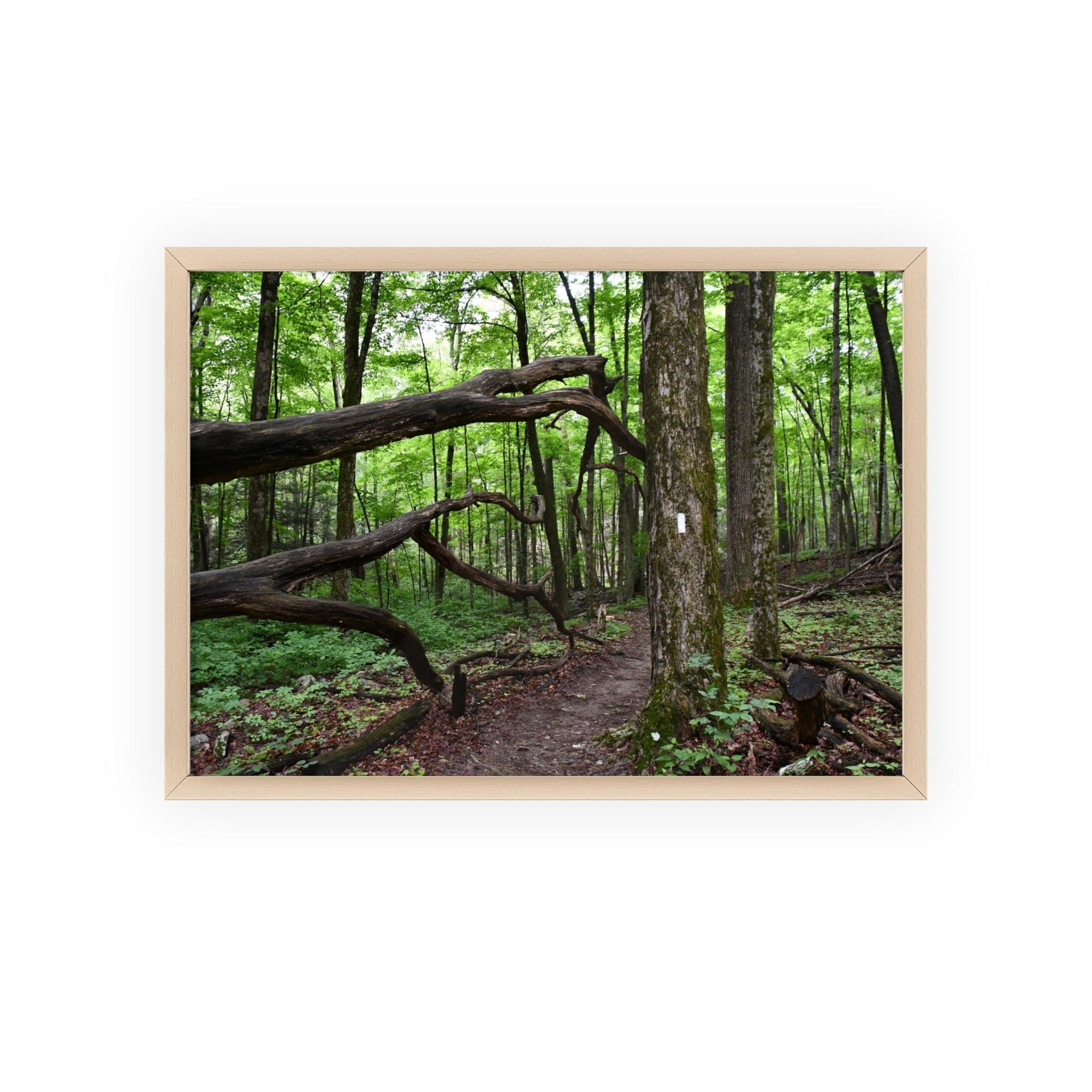Appalachian Trail Blaze Framed Poster