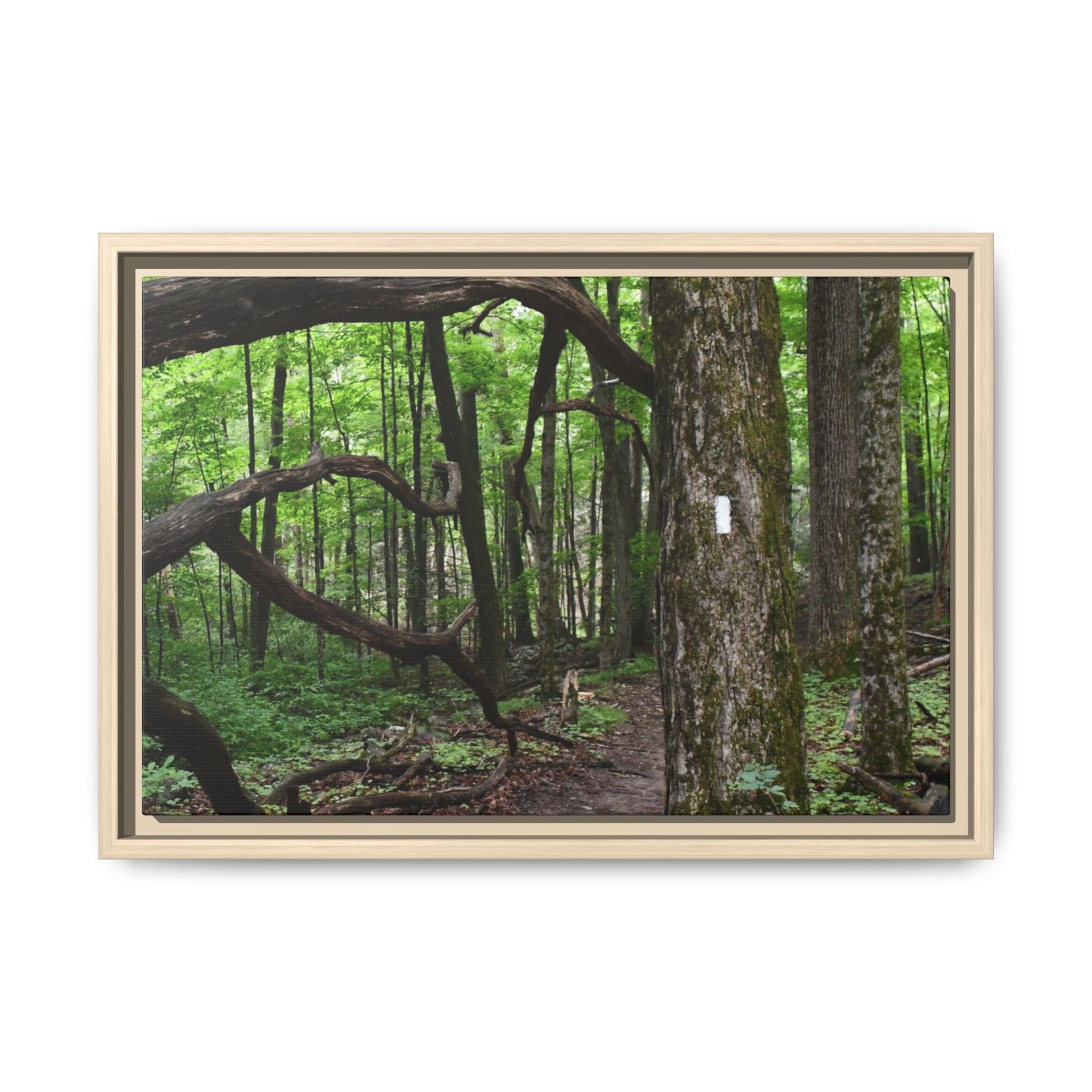Framed Appalachian Trail Forest Canvas Print
