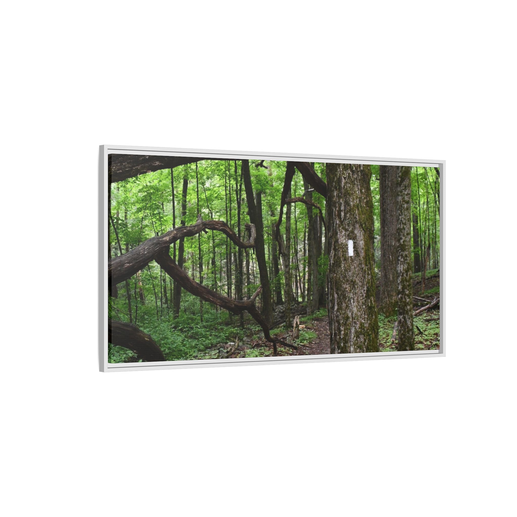 Framed Appalachian Trail Forest Canvas Print