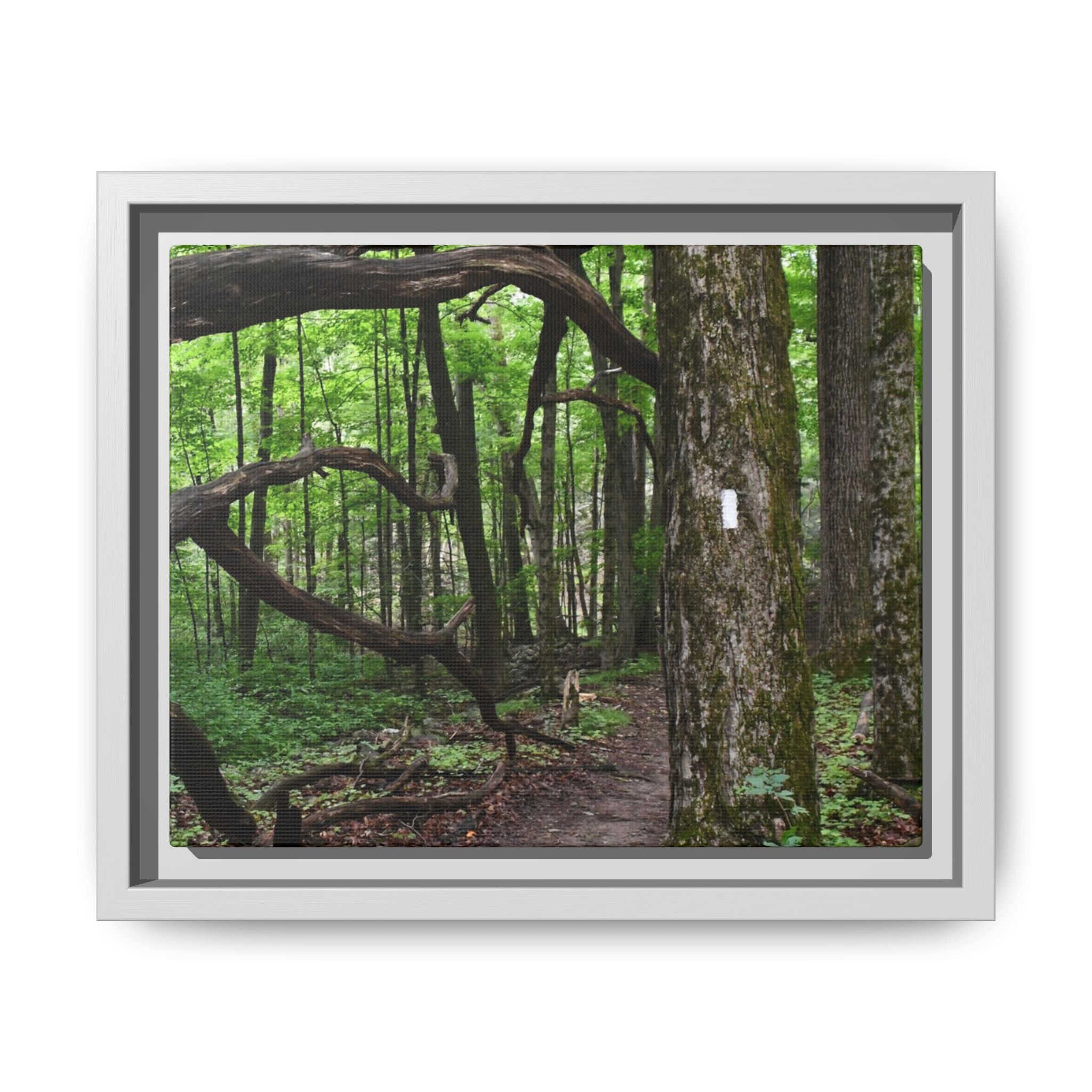 Framed Appalachian Trail Forest Canvas Print
