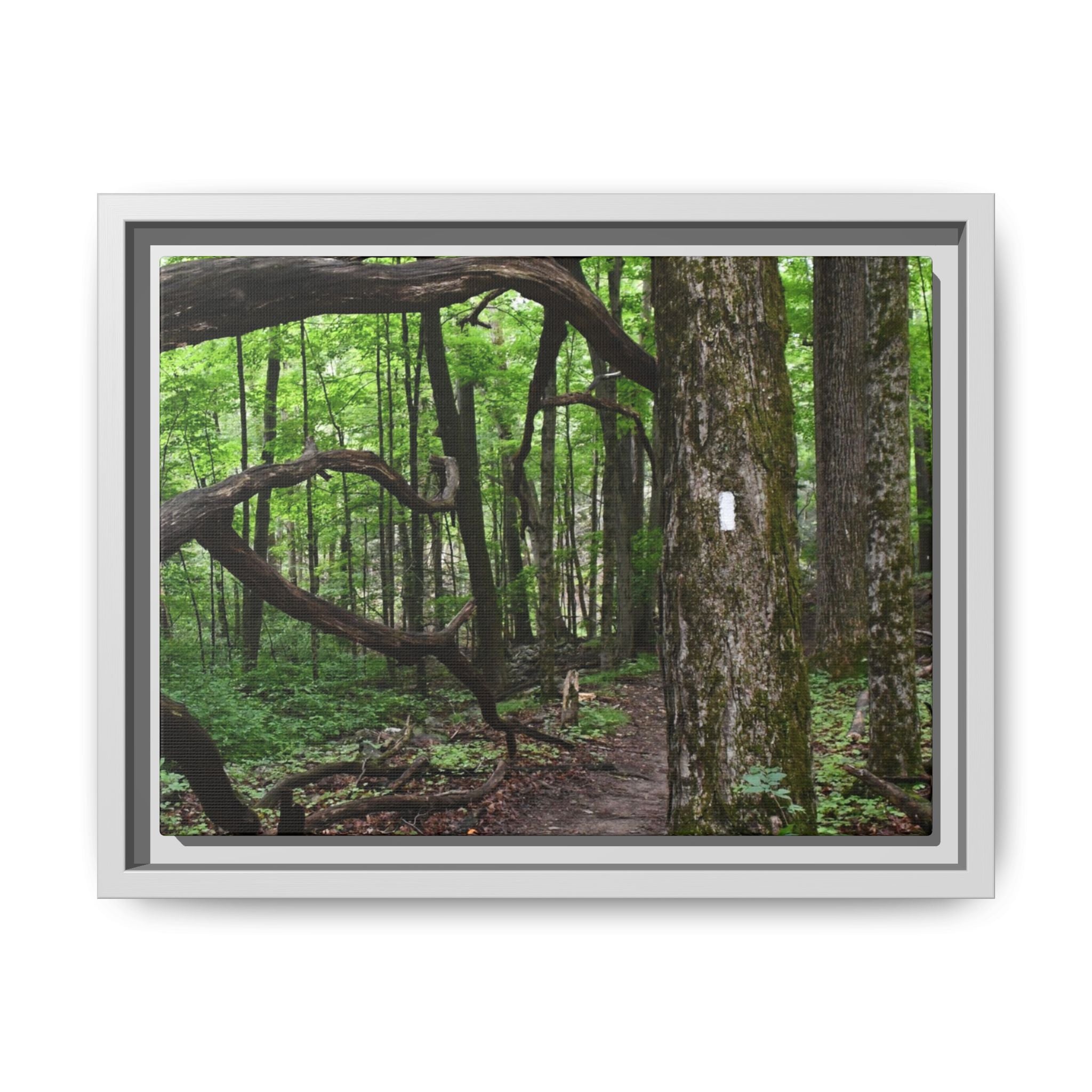 Framed Appalachian Trail Forest Canvas Print