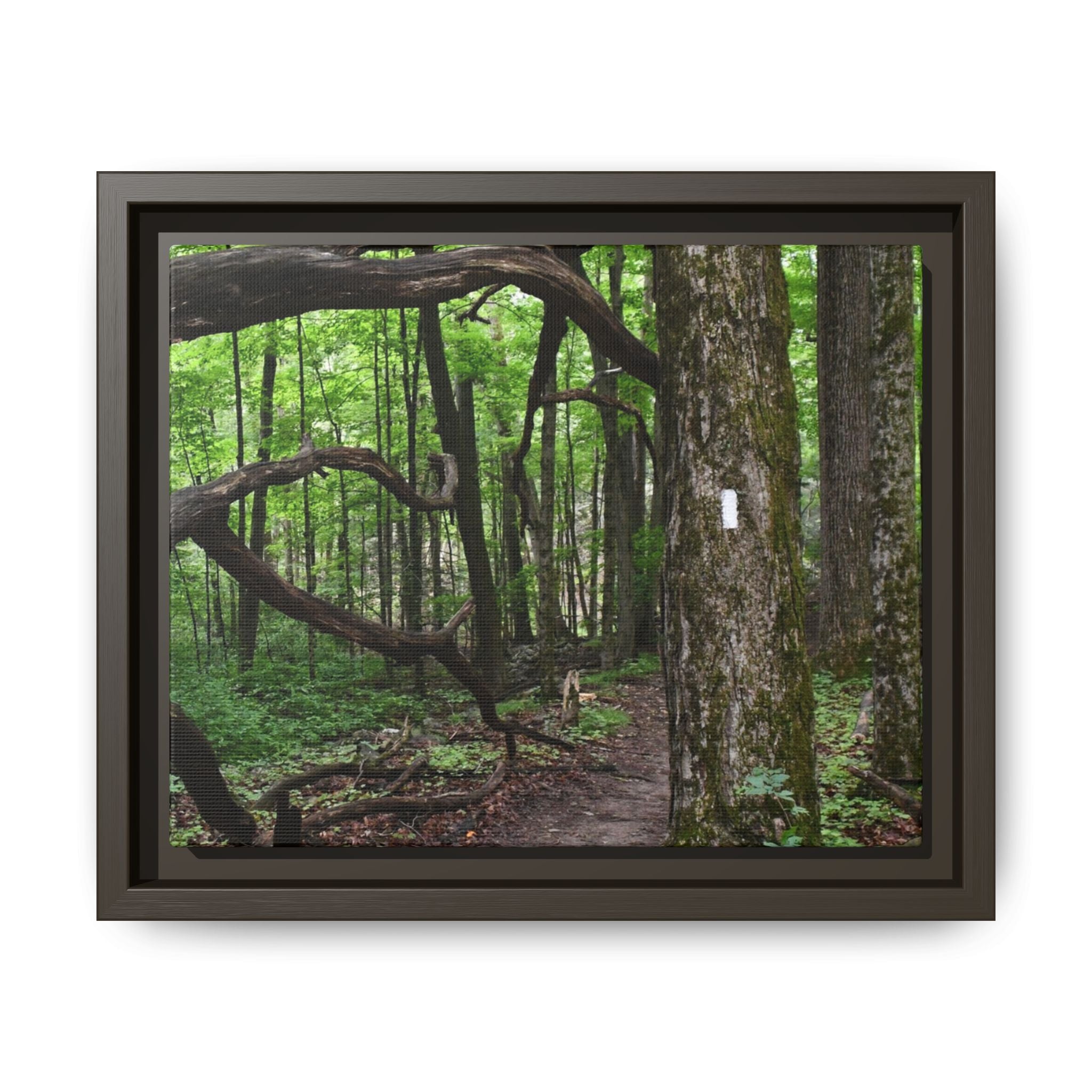 Framed Appalachian Trail Forest Canvas Print