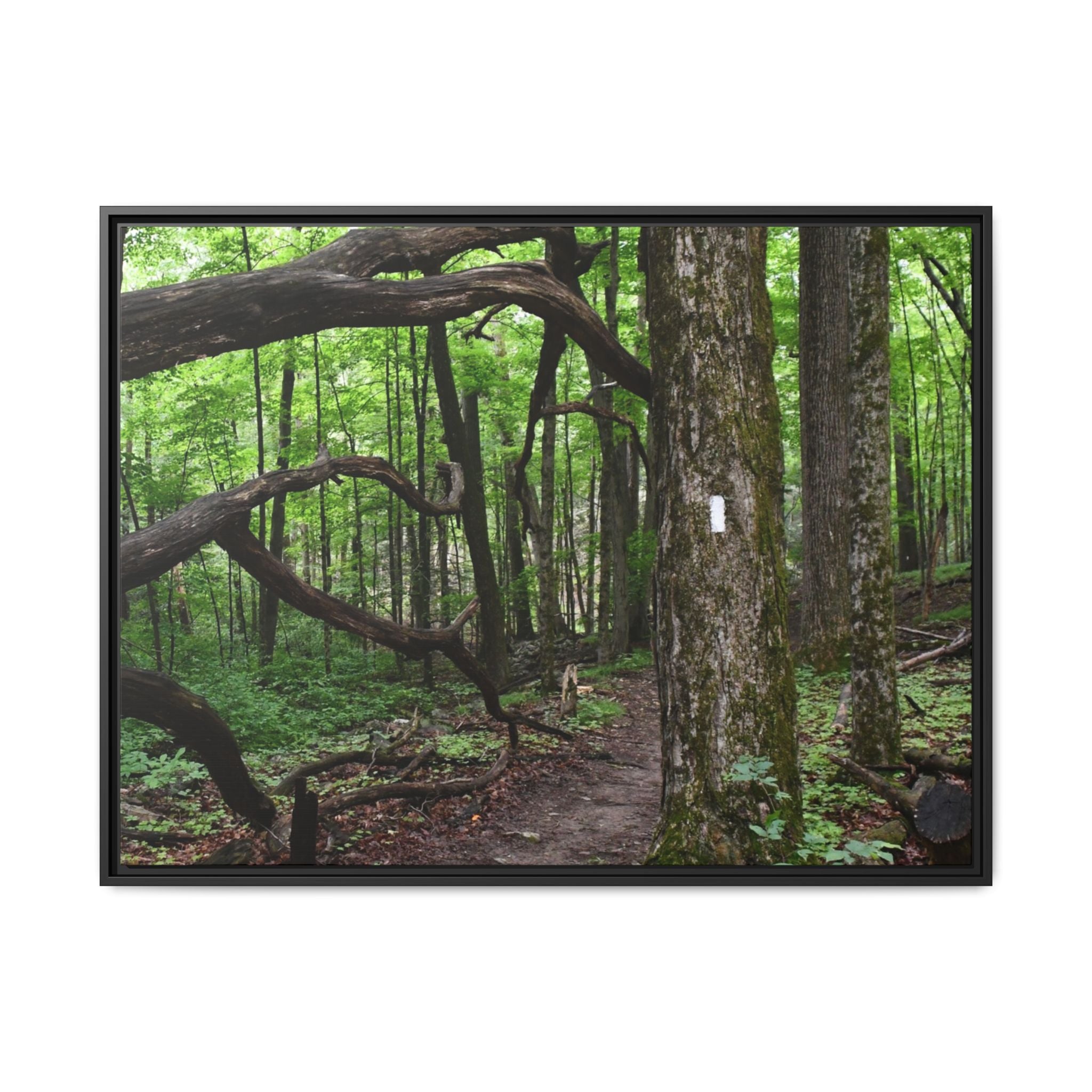 Framed Appalachian Trail Forest Canvas Print
