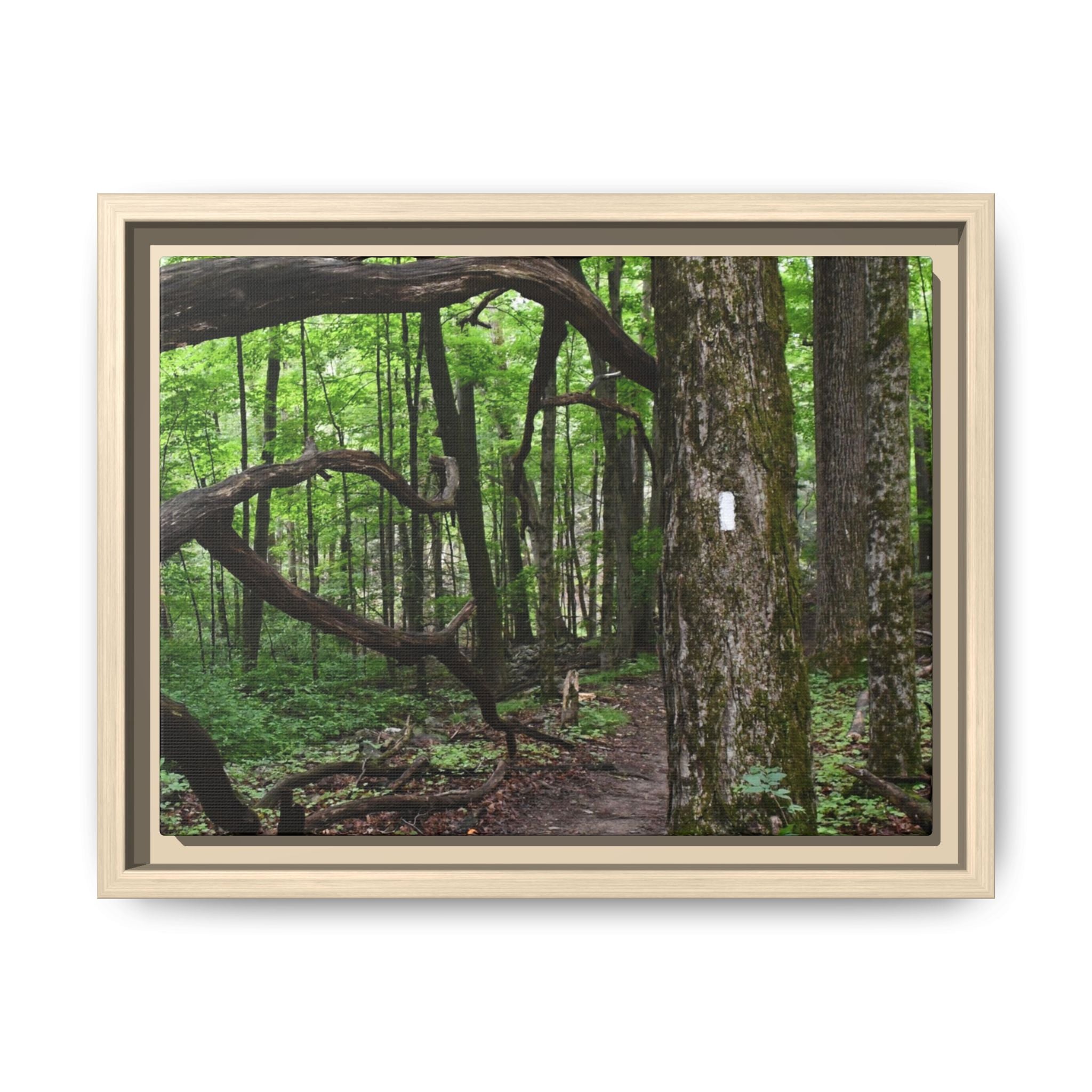 Framed Appalachian Trail Forest Canvas Print
