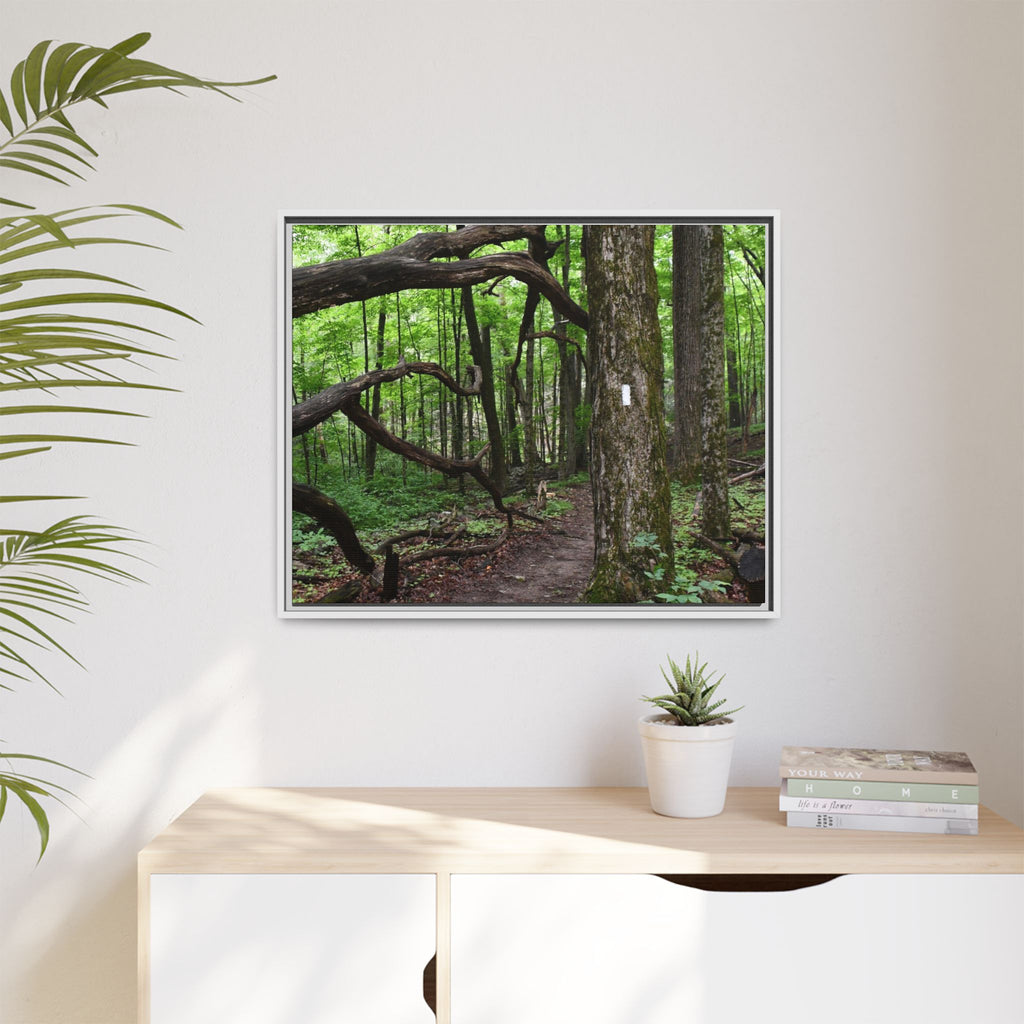 Framed Appalachian Trail Forest Canvas Print