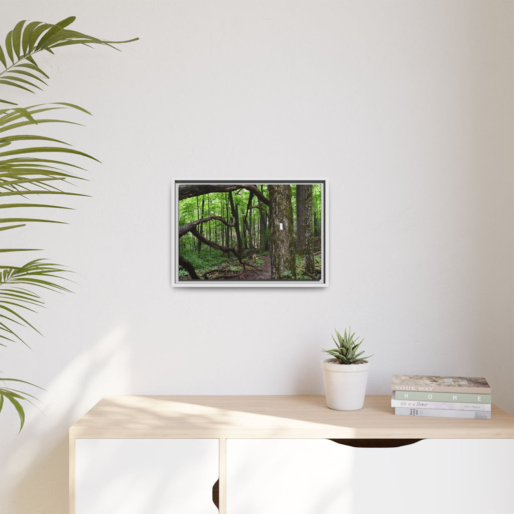 Framed Appalachian Trail Forest Canvas Print