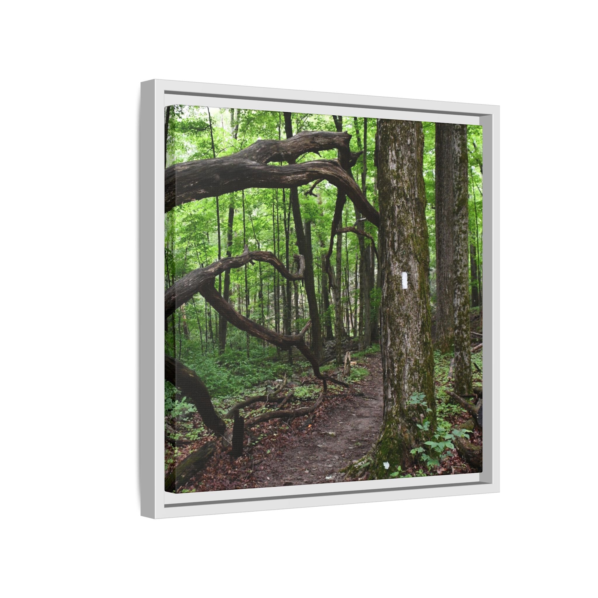 Framed Appalachian Trail Forest Canvas Print