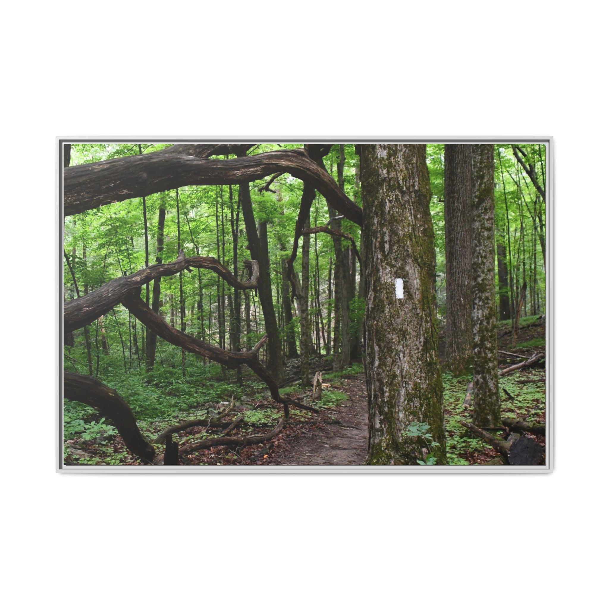 Framed Appalachian Trail Forest Canvas Print
