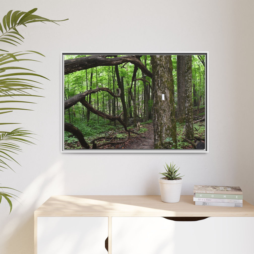 Framed Appalachian Trail Forest Canvas Print