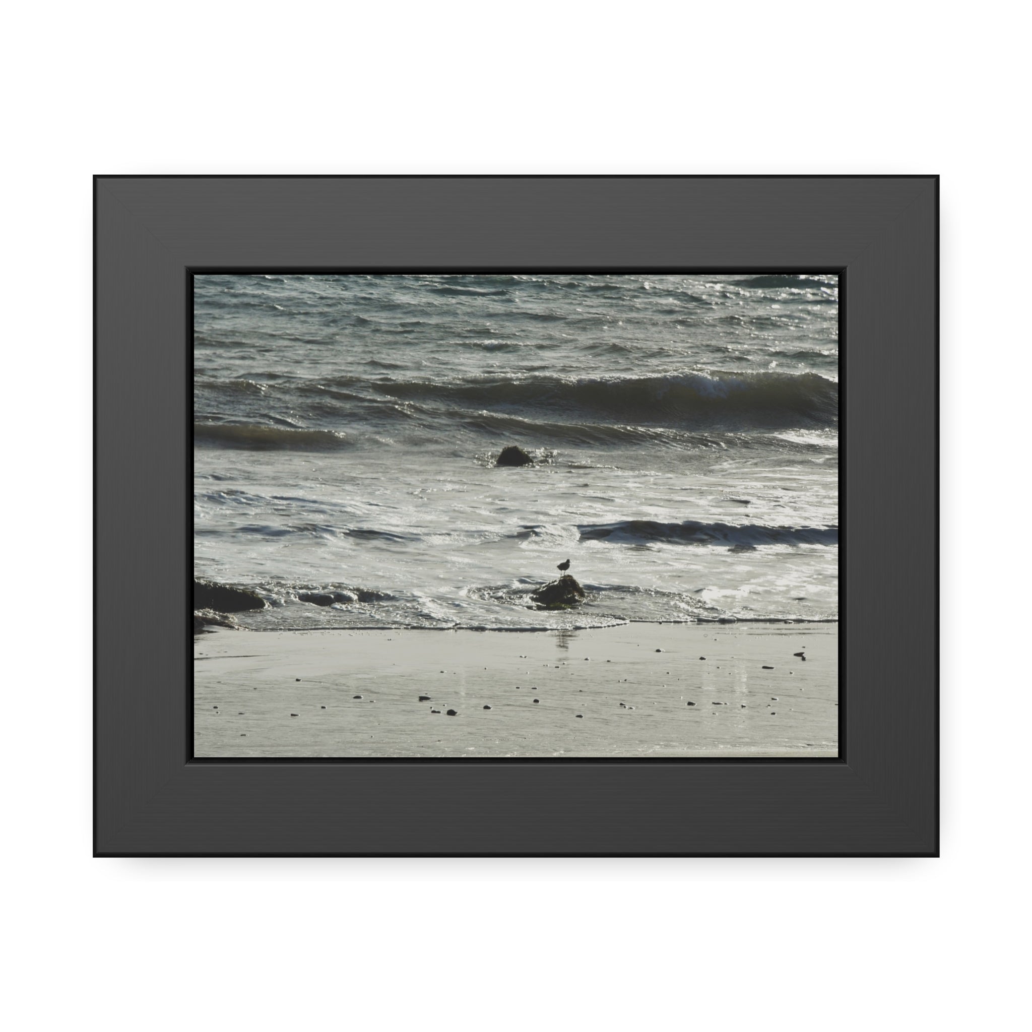 "Seagull on Shoreline" Framed Poster
