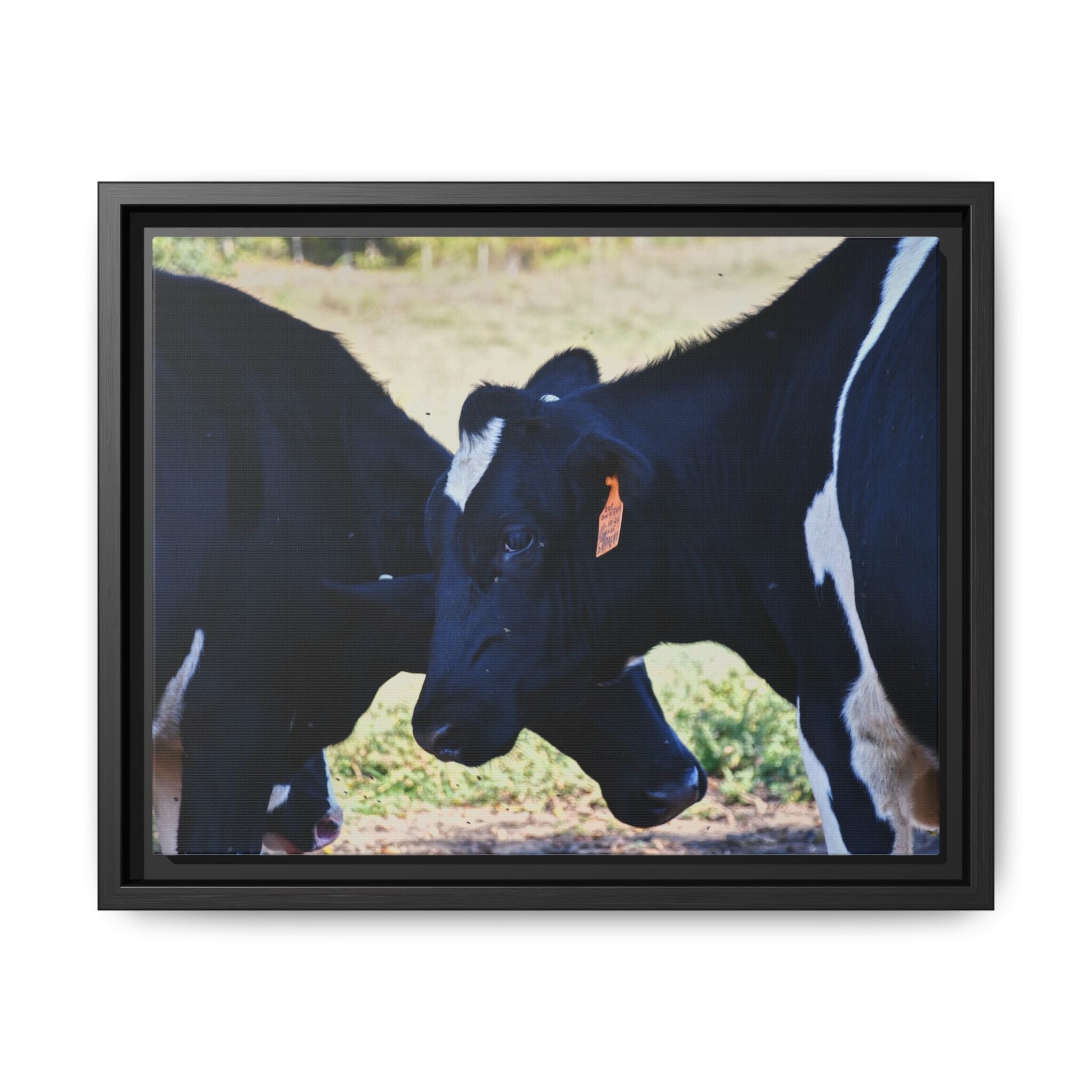 "Tilted Cow" Matte Framed Canvas