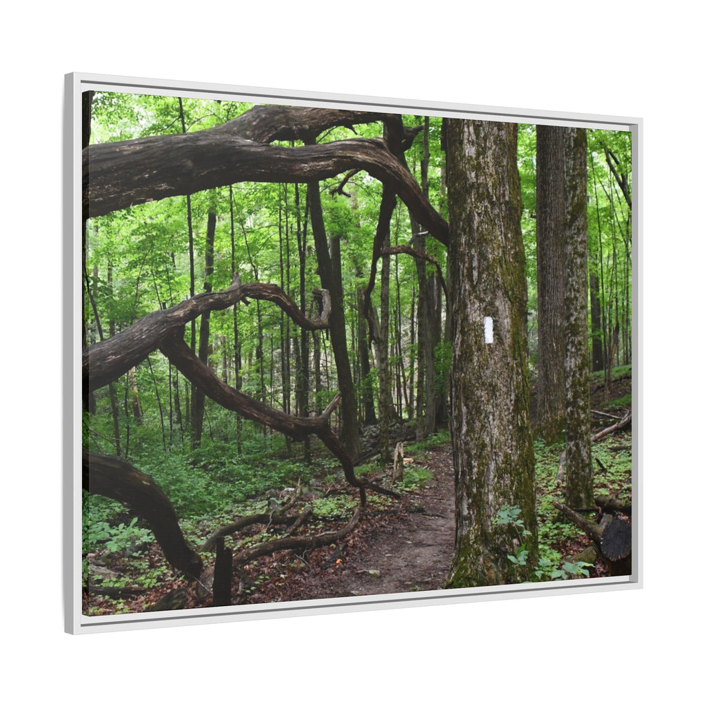 Framed Appalachian Trail Forest Canvas Print