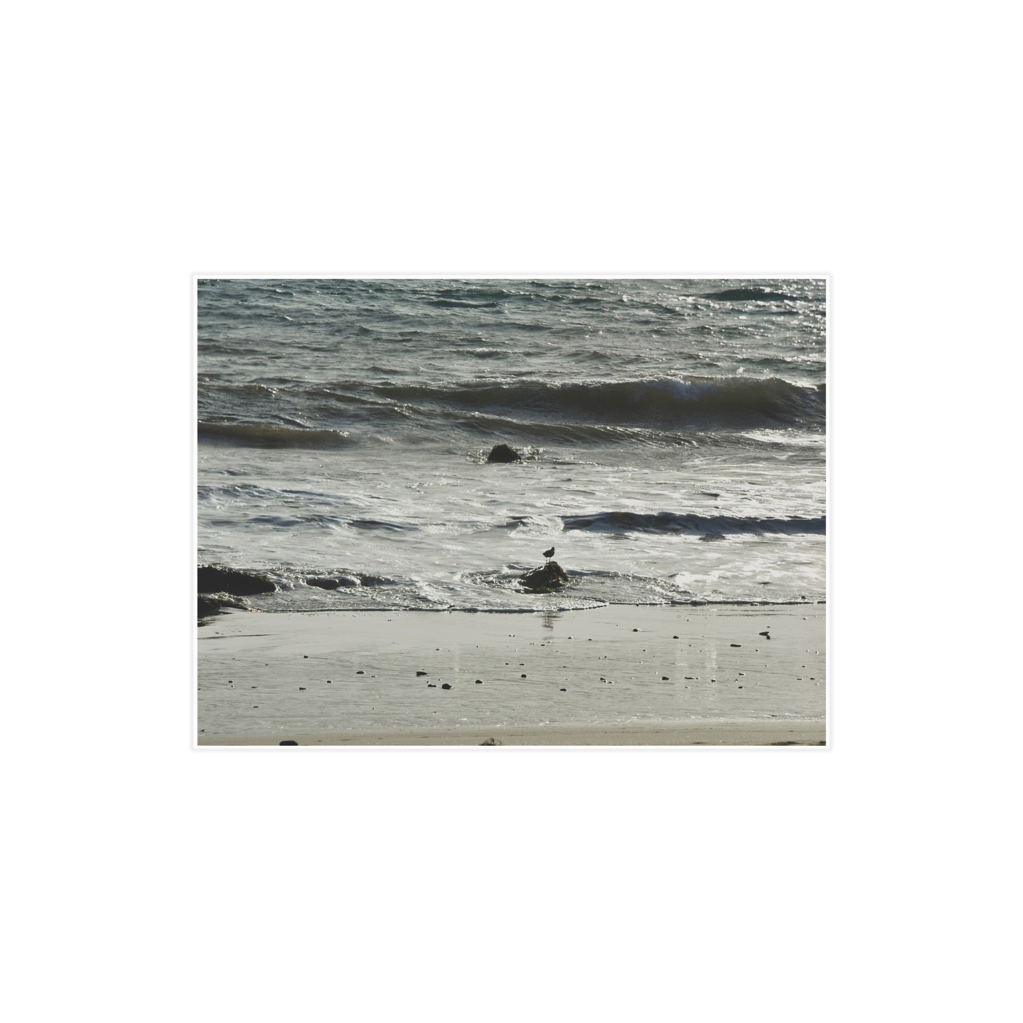 "Seagull on Shoreline" Photo Print