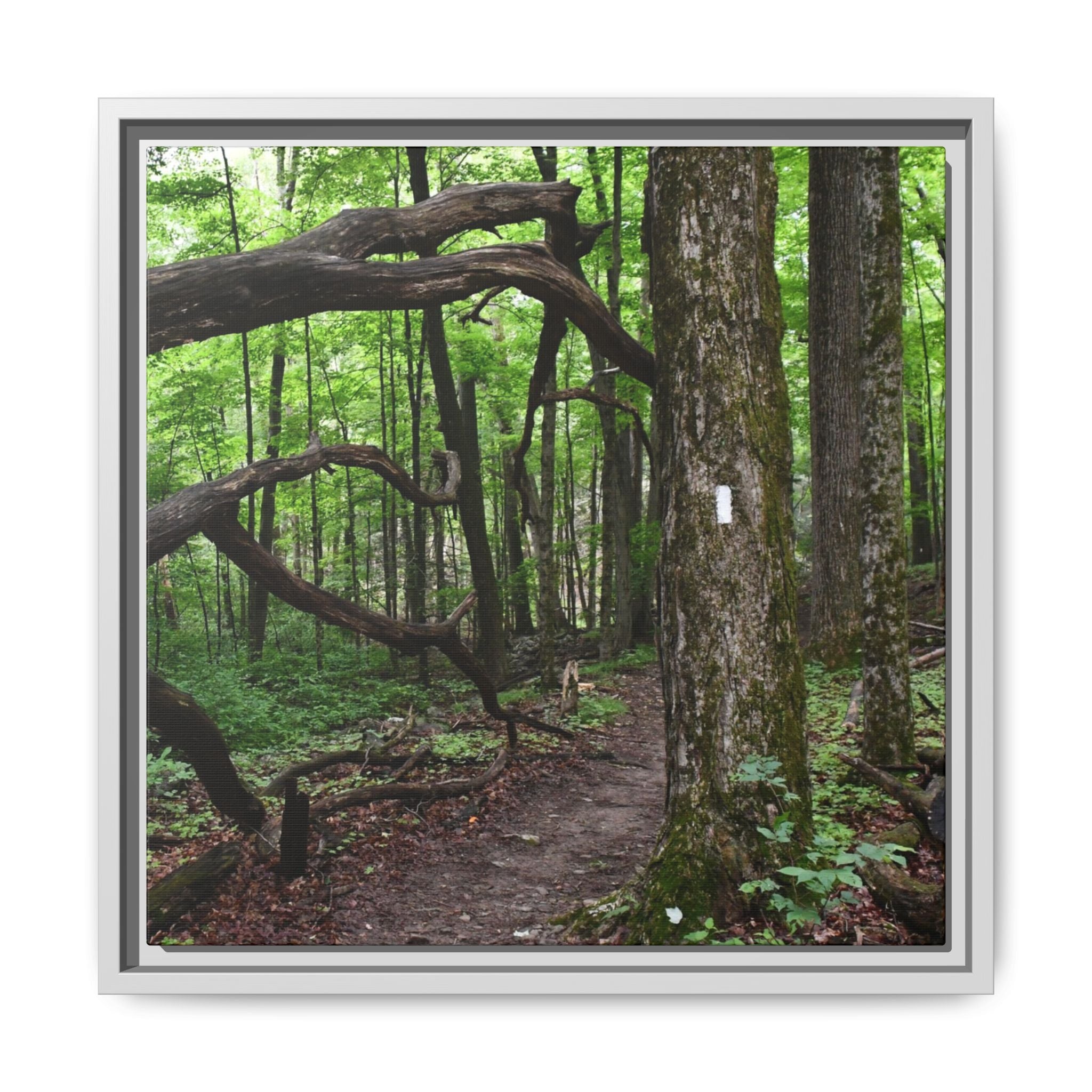 Framed Appalachian Trail Forest Canvas Print