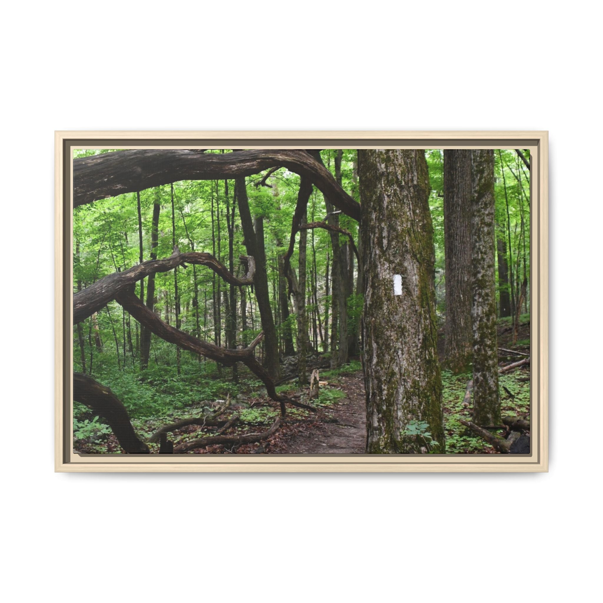 Framed Appalachian Trail Forest Canvas Print