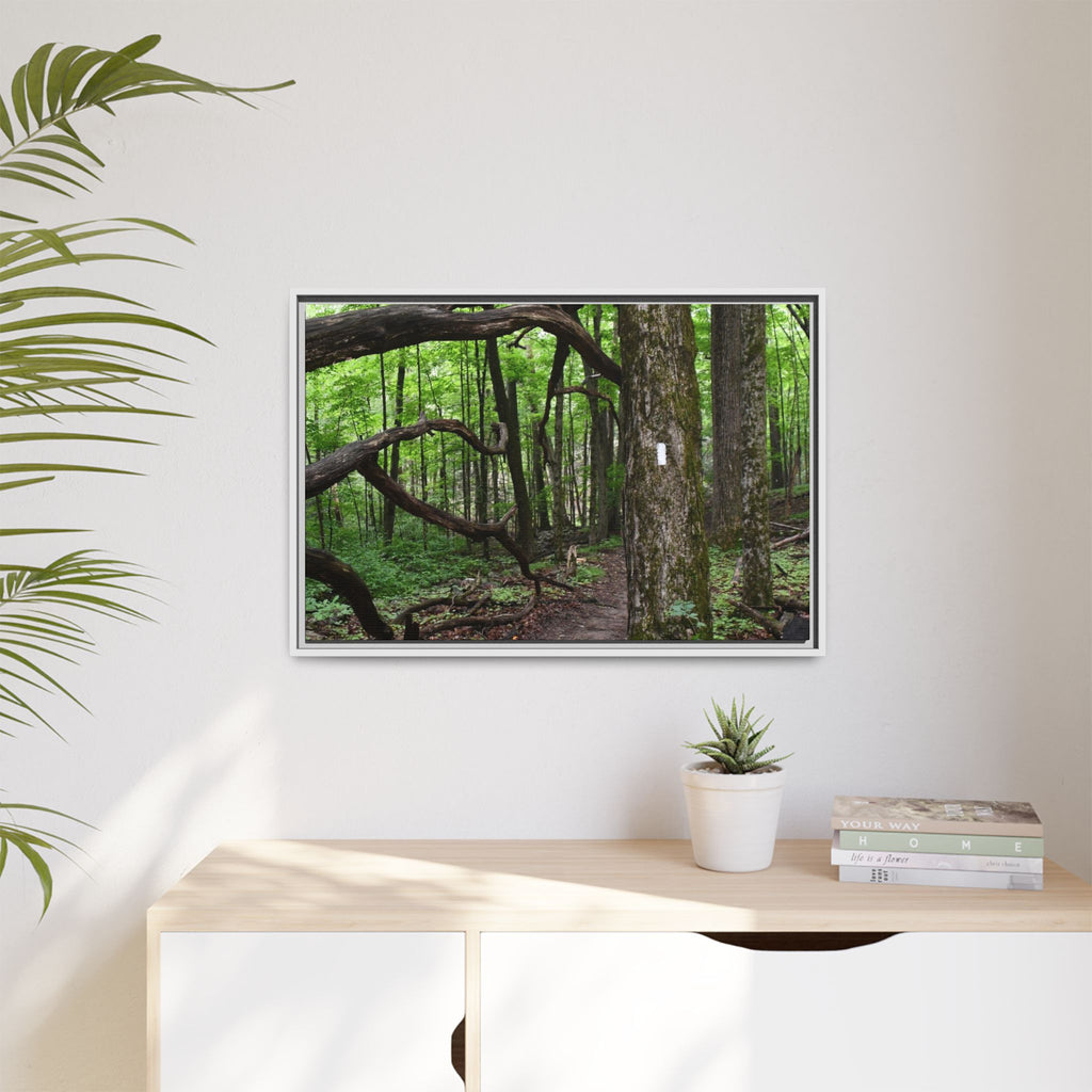 Framed Appalachian Trail Forest Canvas Print