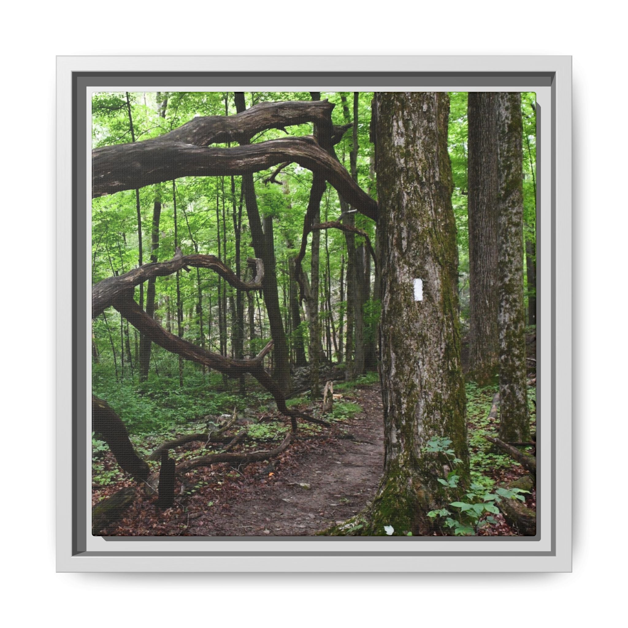 Framed Appalachian Trail Forest Canvas Print