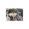 "Hidden Mushroom" Photo Print