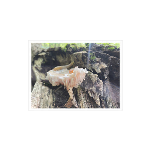 "Hidden Mushroom" Photo Print