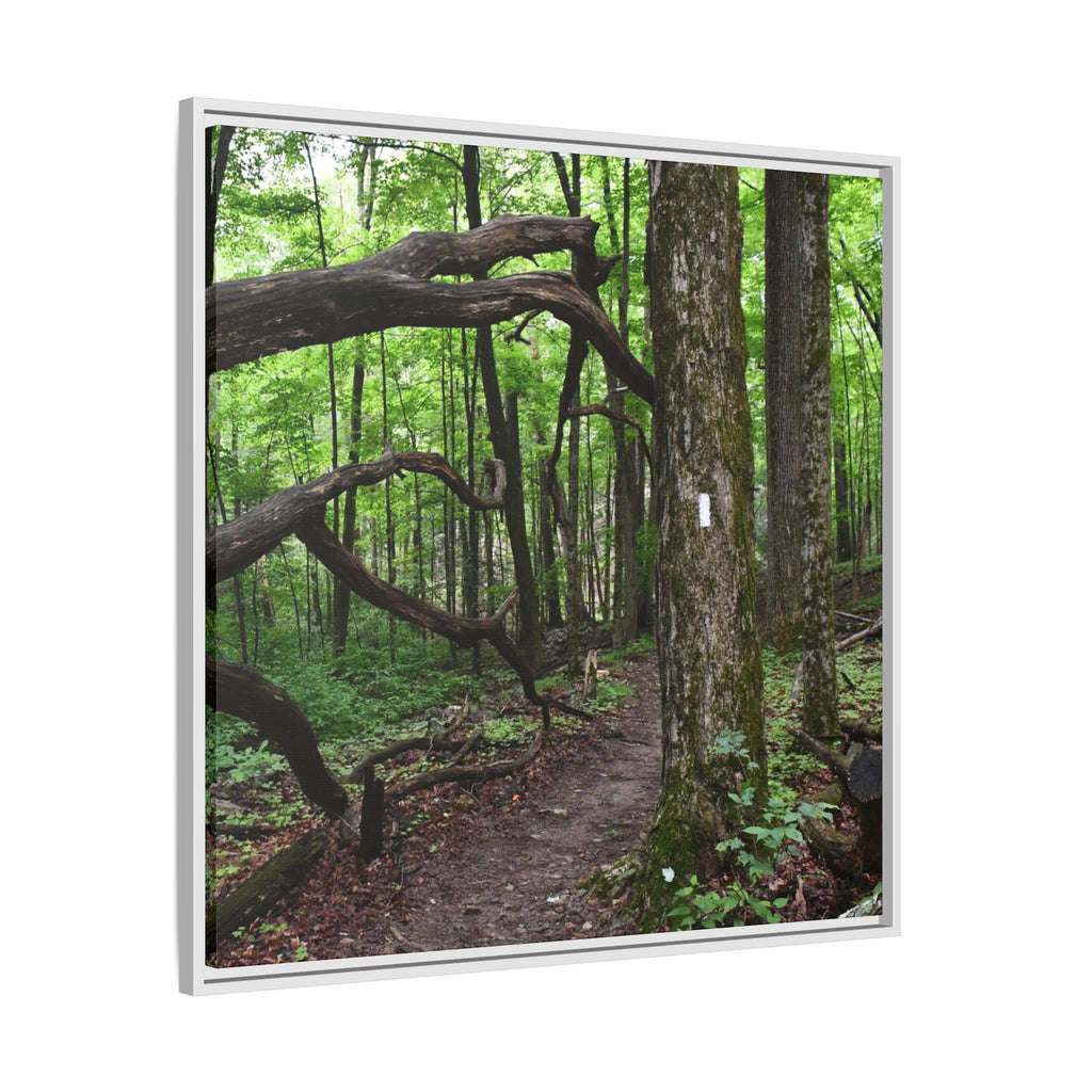 Framed Appalachian Trail Forest Canvas Print