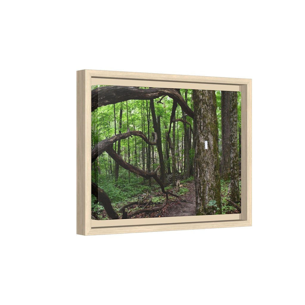 Framed Appalachian Trail Forest Canvas Print