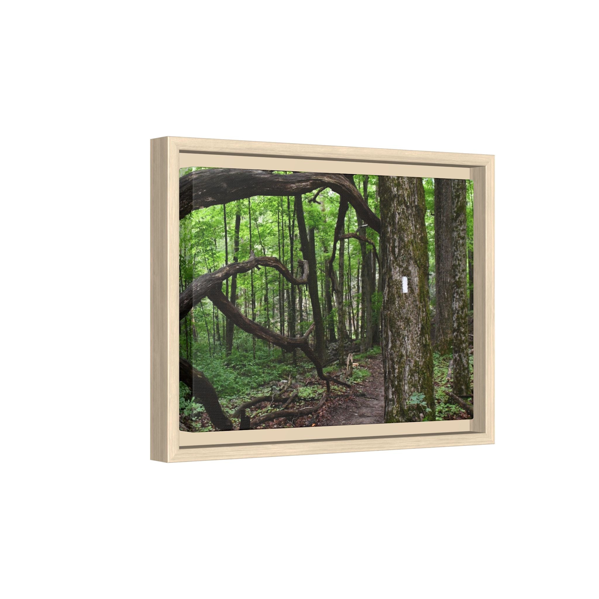 Framed Appalachian Trail Forest Canvas Print